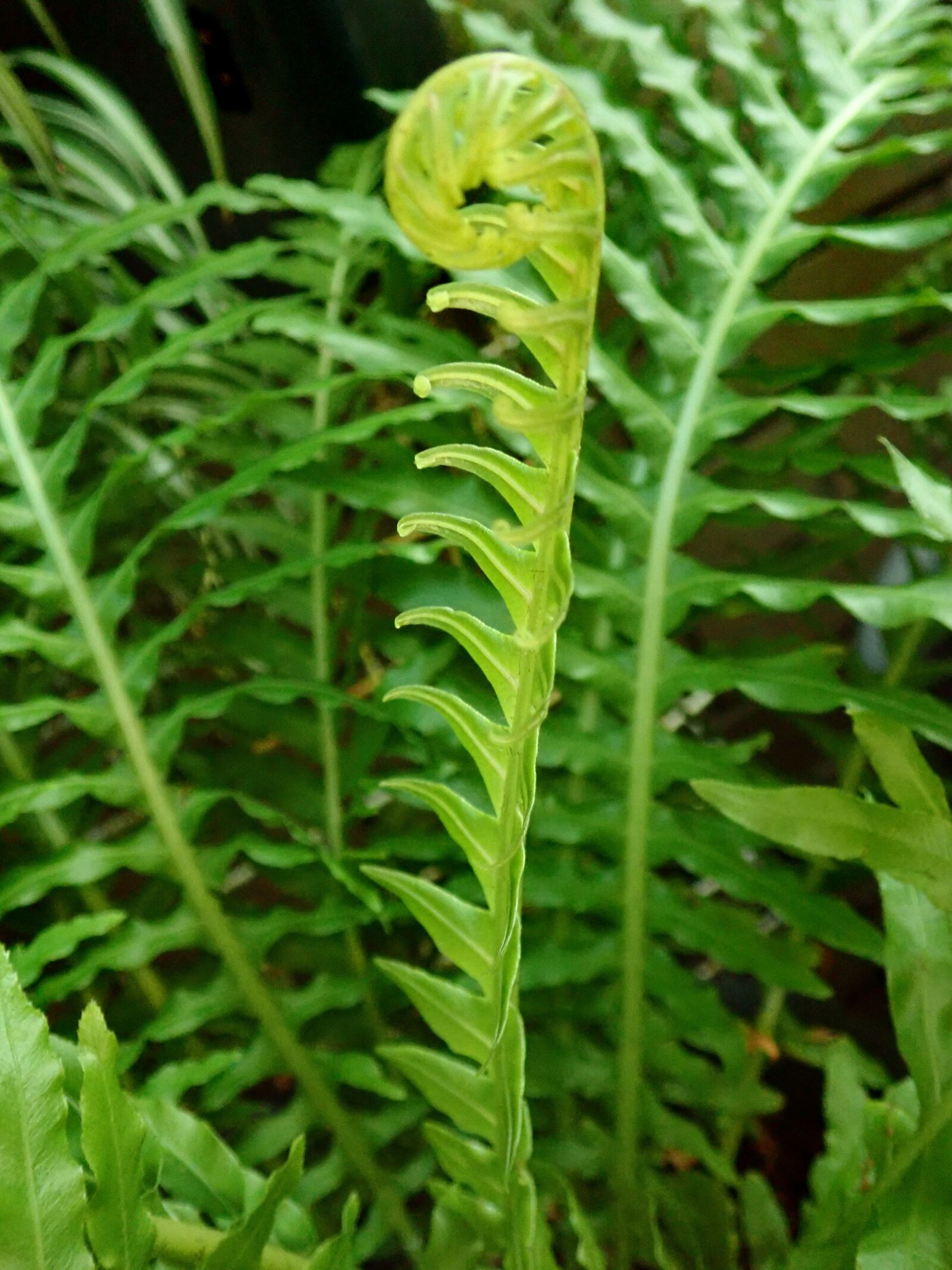Olympus TG-5 sample photo. Ferns, leaves, fronds photography
