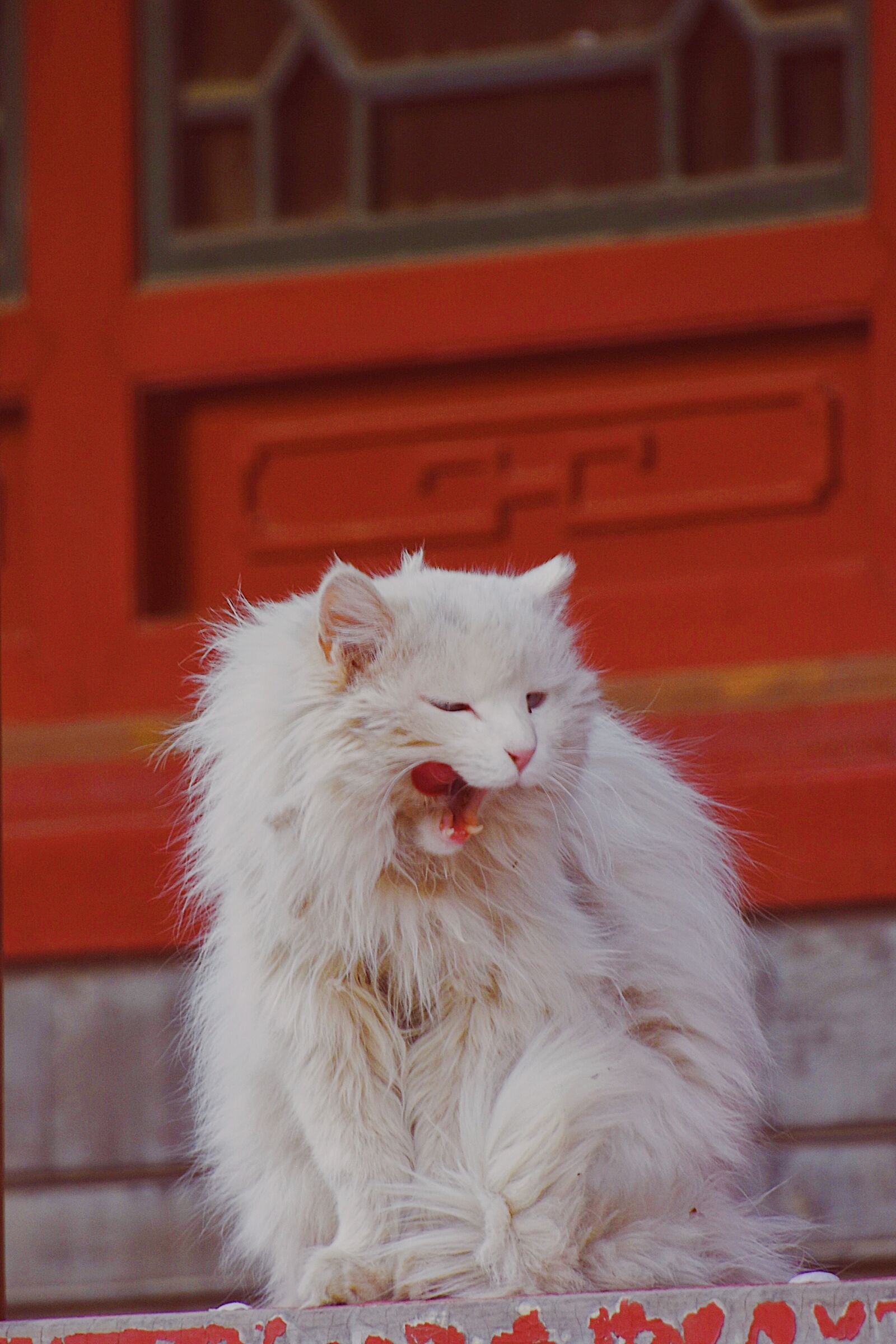 Nikon D7200 sample photo. Cat, red, kitten photography