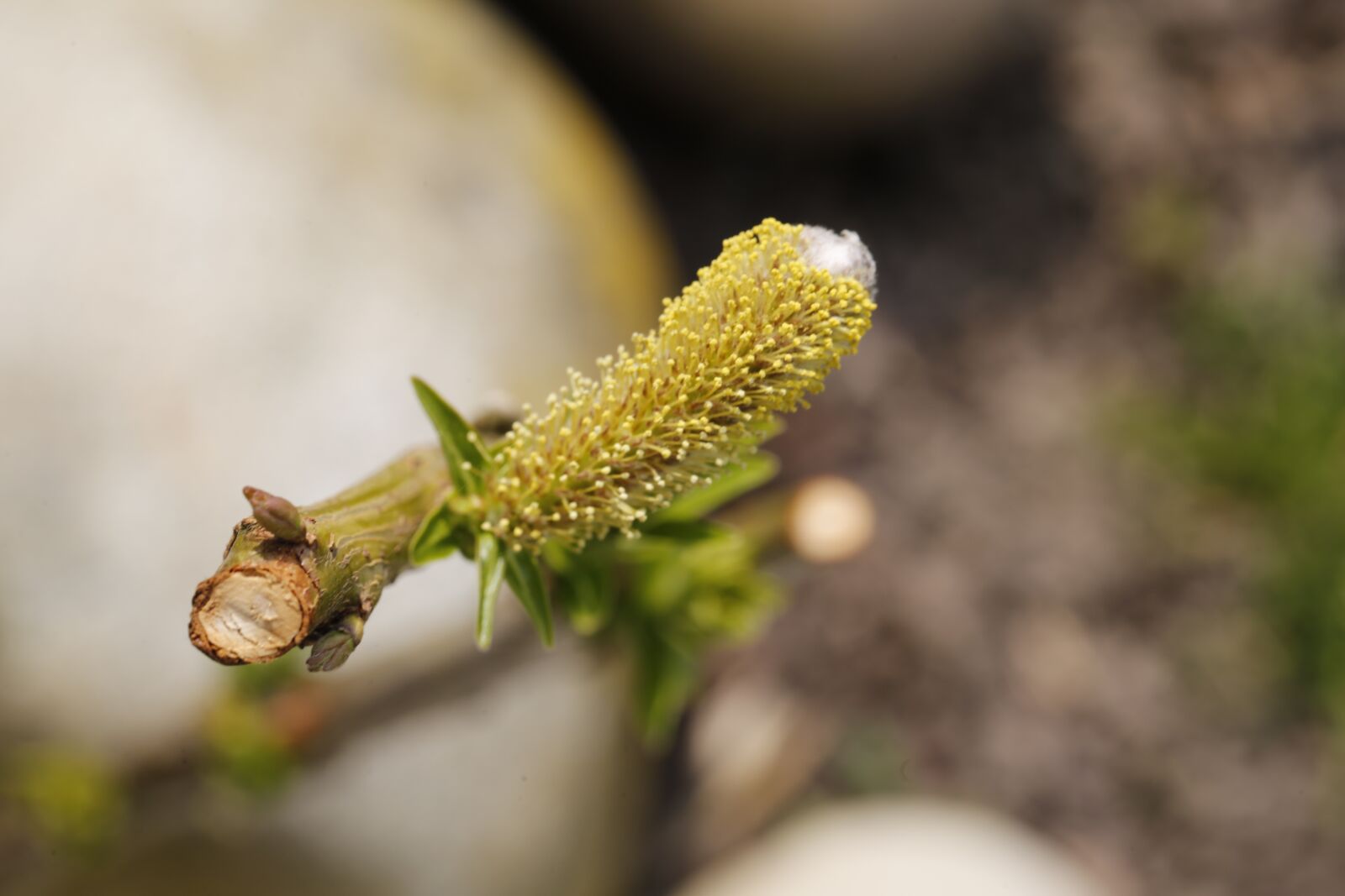 Canon EF 100mm F2.8L Macro IS USM sample photo. Flower, spring, nature photography