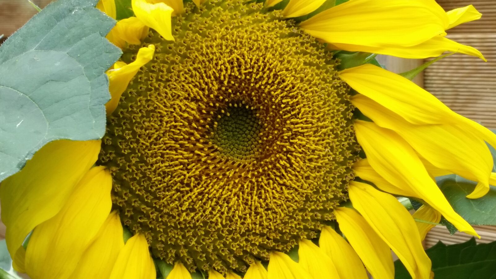 Samsung Galaxy S5 sample photo. Summer, sunflower, blossom photography