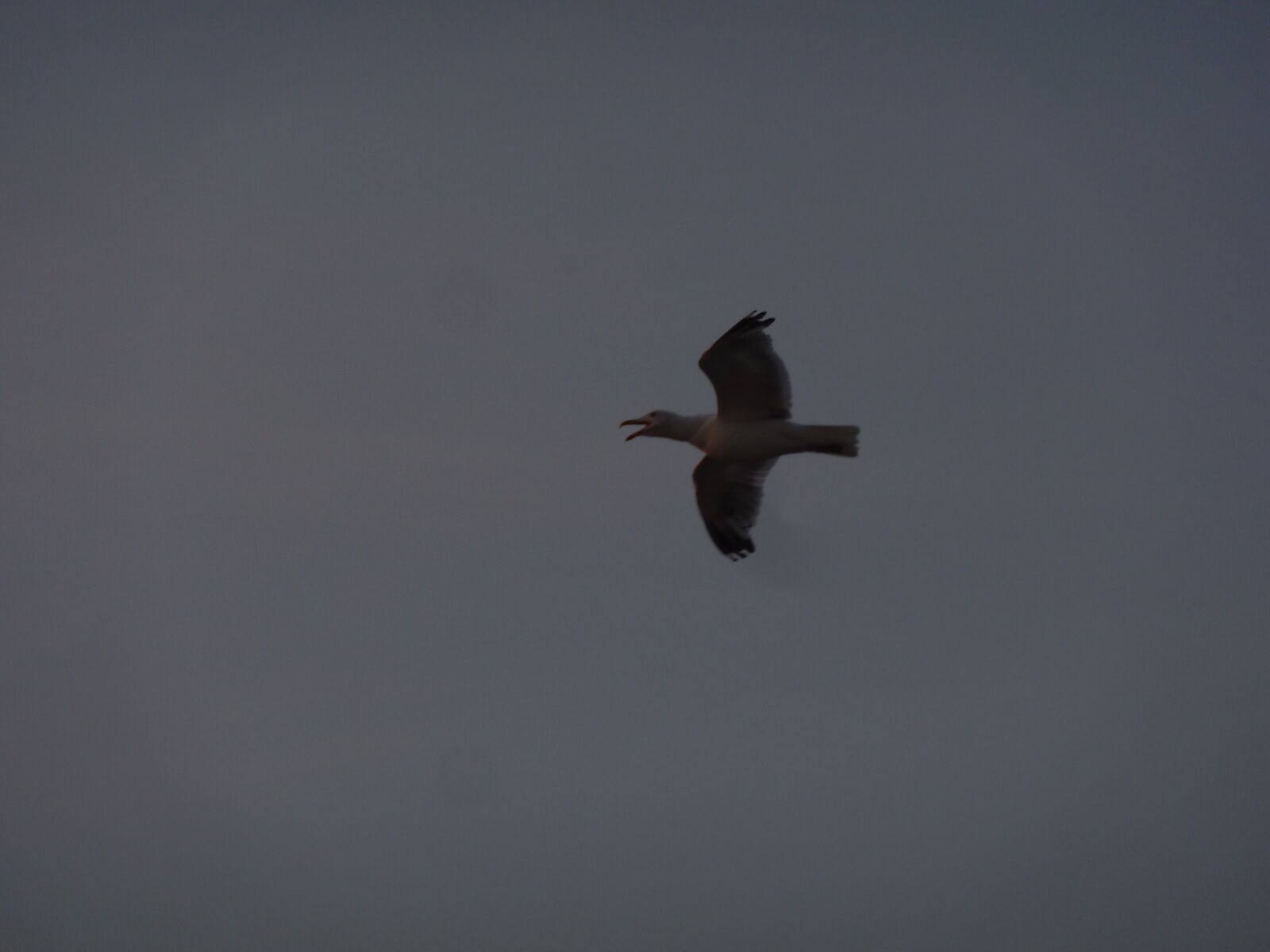 Panasonic Lumix DMC-ZS7 (Lumix DMC-TZ10) sample photo