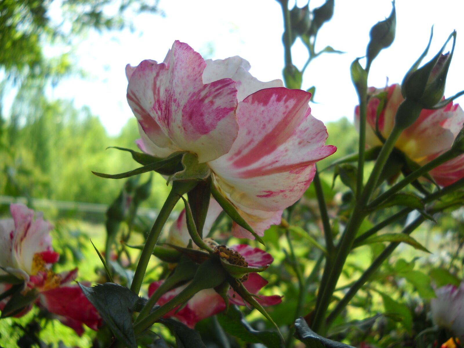 Nikon Coolpix L20 sample photo. Rose, striped, flower photography