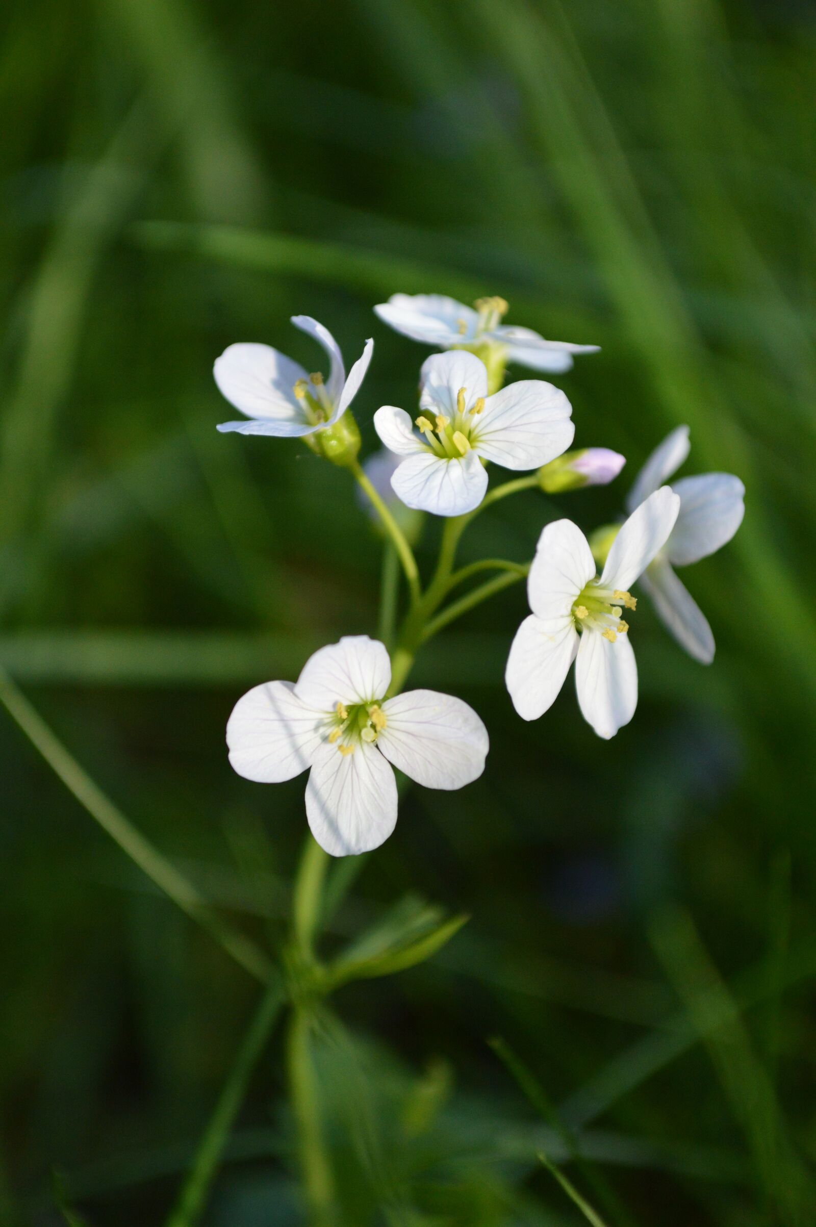 Nikon D3200 sample photo. Flower, garden, tender photography
