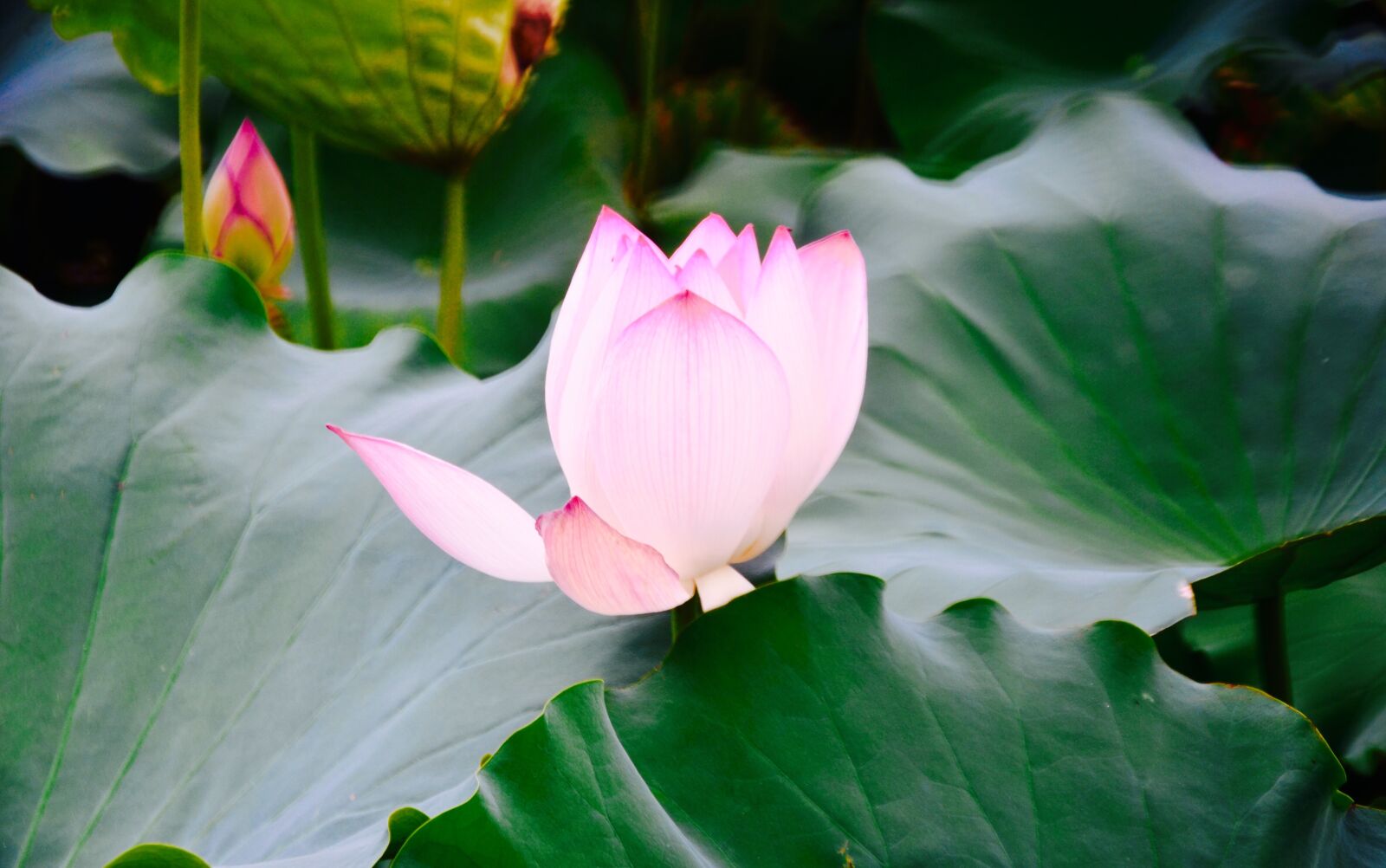 Nikon D7000 sample photo. Lotus, views, still life photography