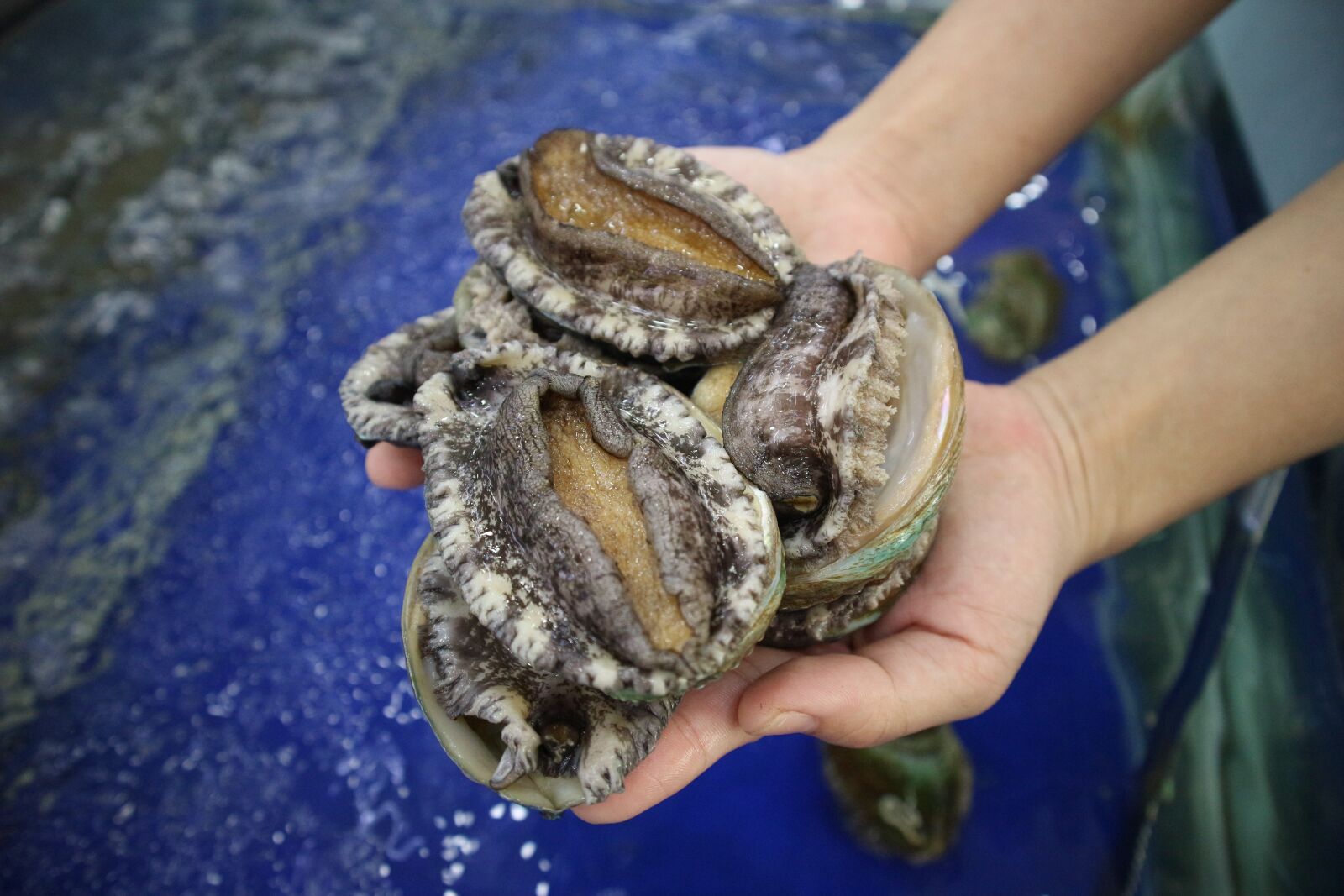 Canon EOS M10 sample photo. Abalone, abalone, korean photography