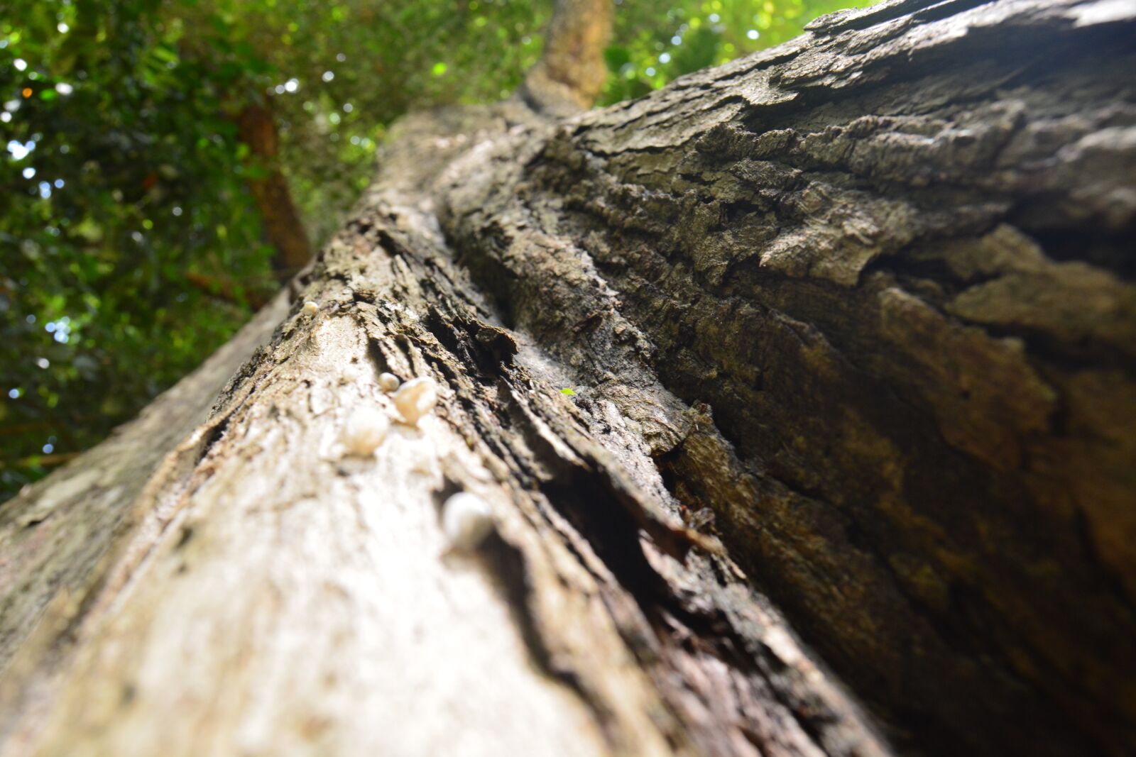 Nikon D5200 sample photo. Peradeniya, botanical, garden photography