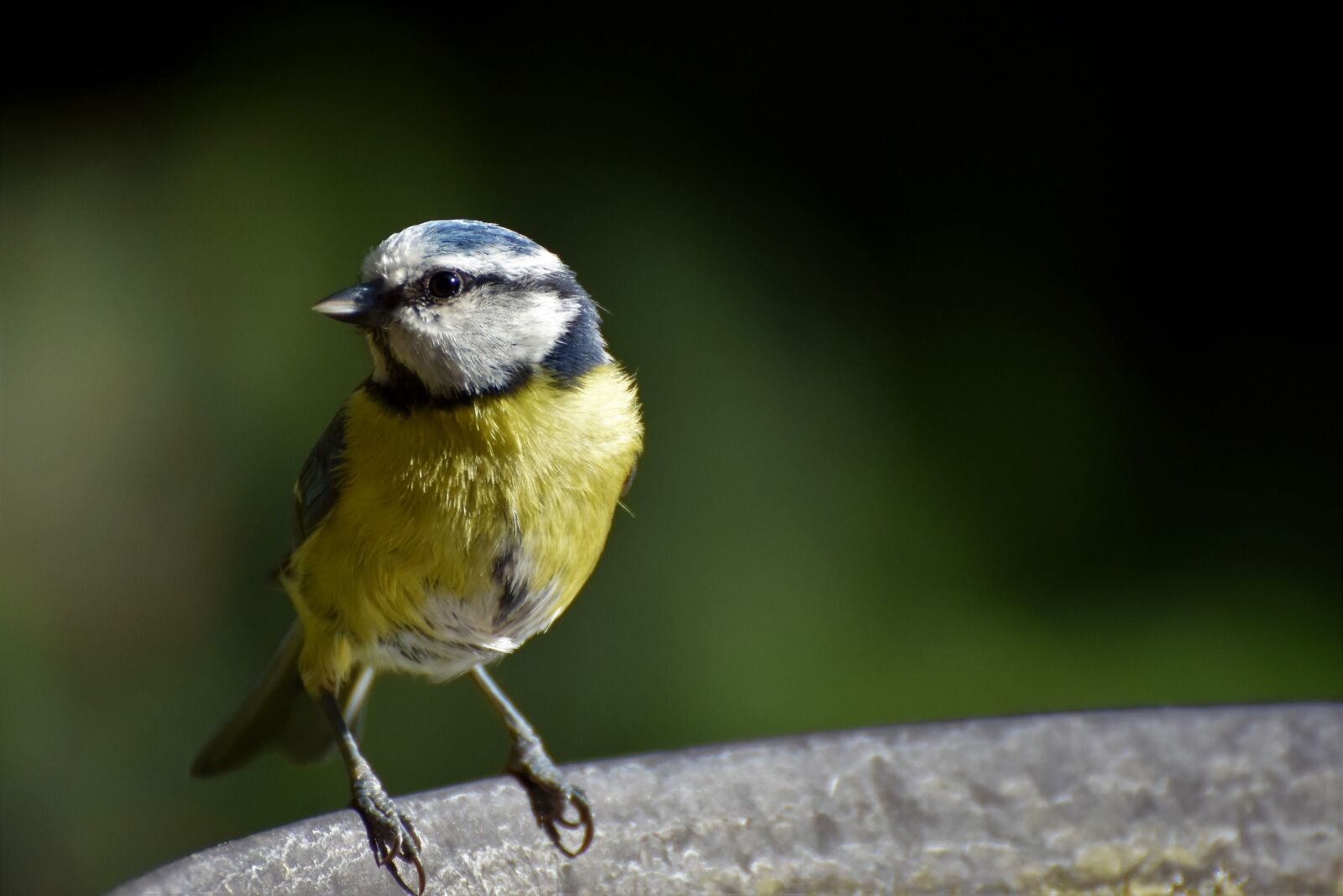 Nikon D7200 sample photo. Blue tit, tit, songbird photography