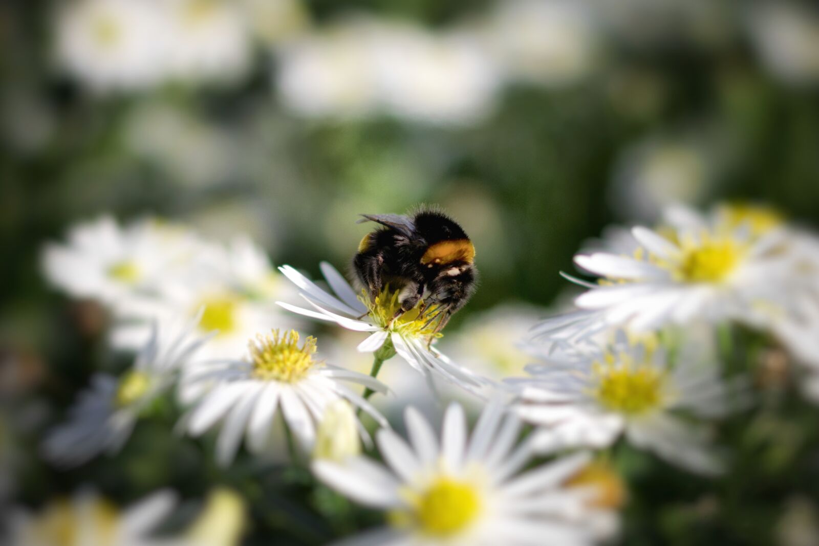 Pentax K-70 sample photo. Hummel, flower, nature photography