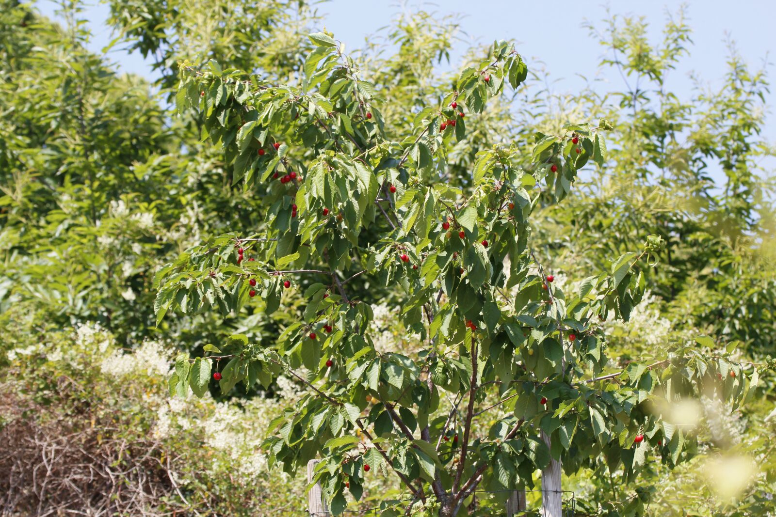 Canon EOS 600D (Rebel EOS T3i / EOS Kiss X5) sample photo. Cherry tree, cherries, leaves photography