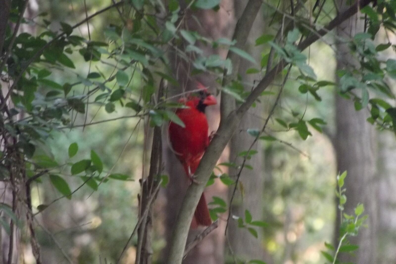 Fujifilm FinePix S2940/Walmart sample photo. State, park, cardinal photography
