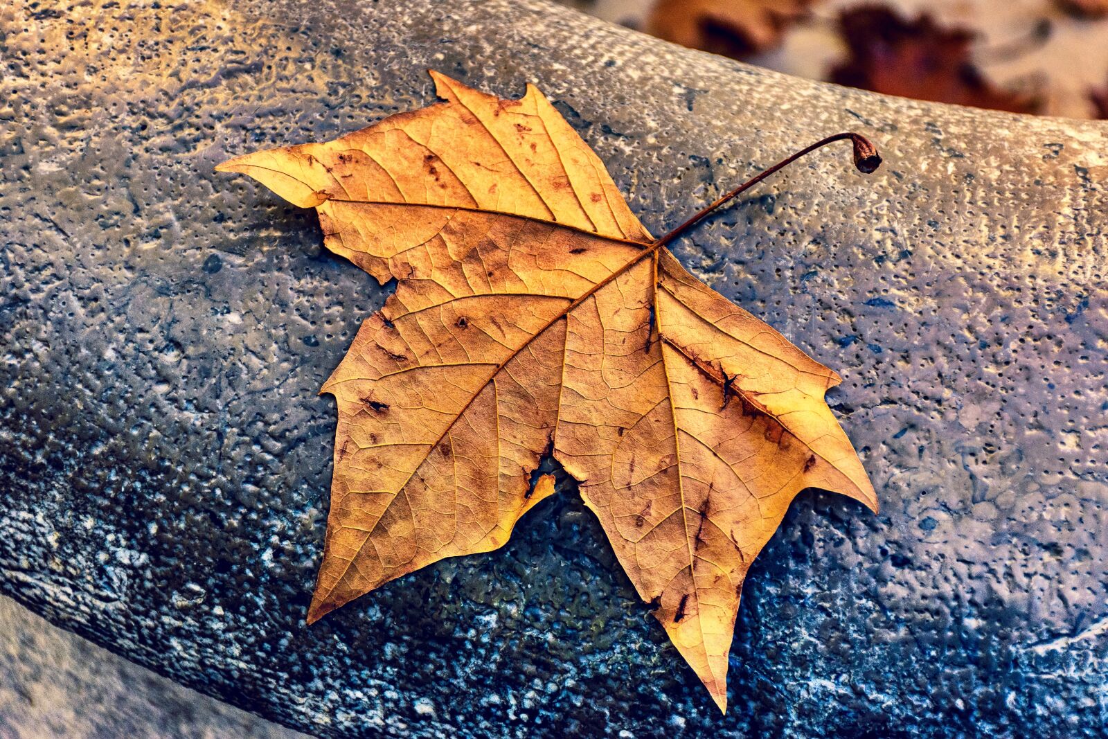 Nikon D5600 sample photo. Dead leaf, autumn, fall photography