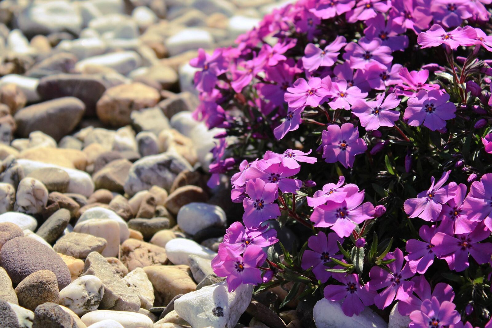 Canon EOS 1200D (EOS Rebel T5 / EOS Kiss X70 / EOS Hi) sample photo. Flowers, purple, plant photography
