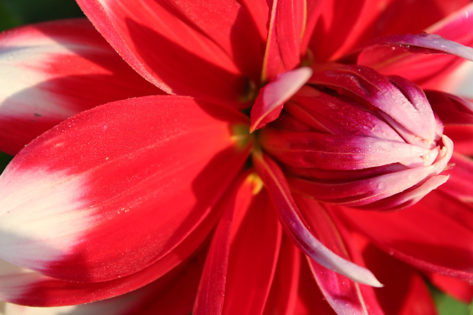 Canon EOS 1300D (EOS Rebel T6 / EOS Kiss X80) sample photo. Dahlia, red flower, close photography