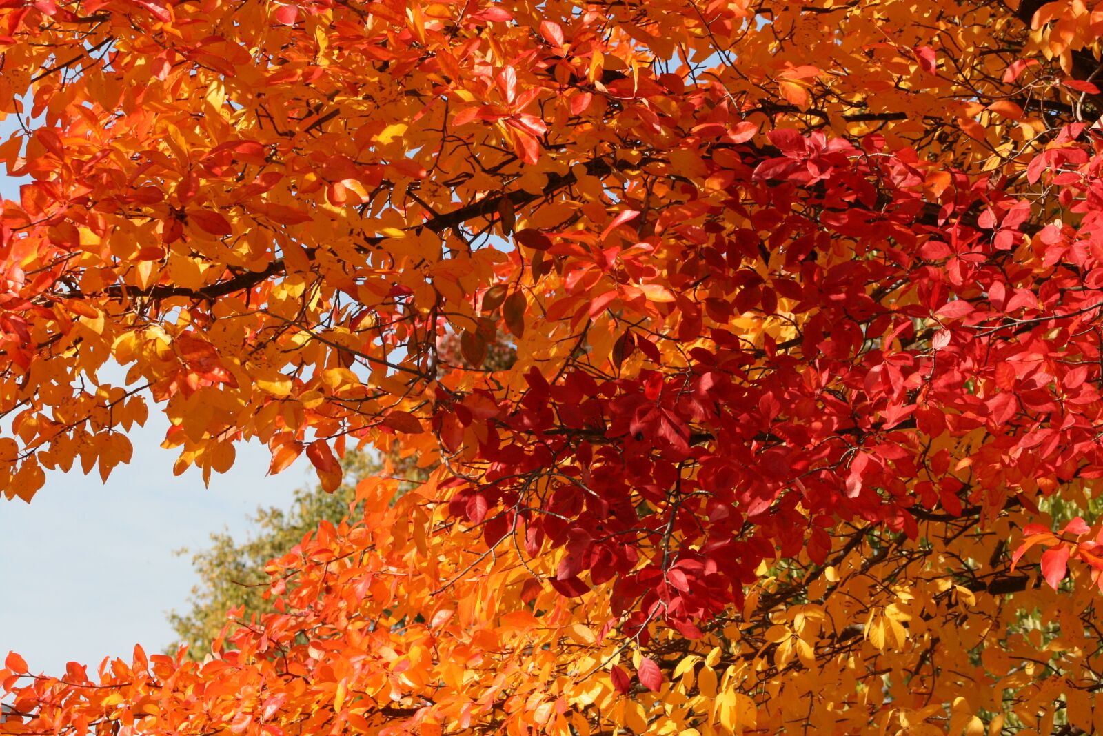 Canon EOS 400D (EOS Digital Rebel XTi / EOS Kiss Digital X) sample photo. Autumn, leaves, fall color photography