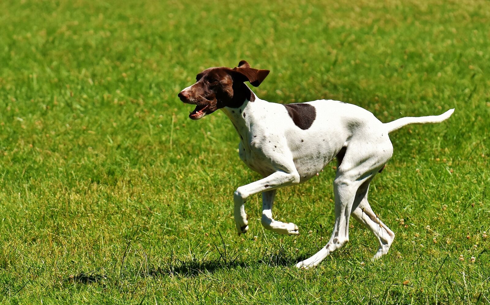 Nikon D7200 sample photo. Dog, play, meadow photography