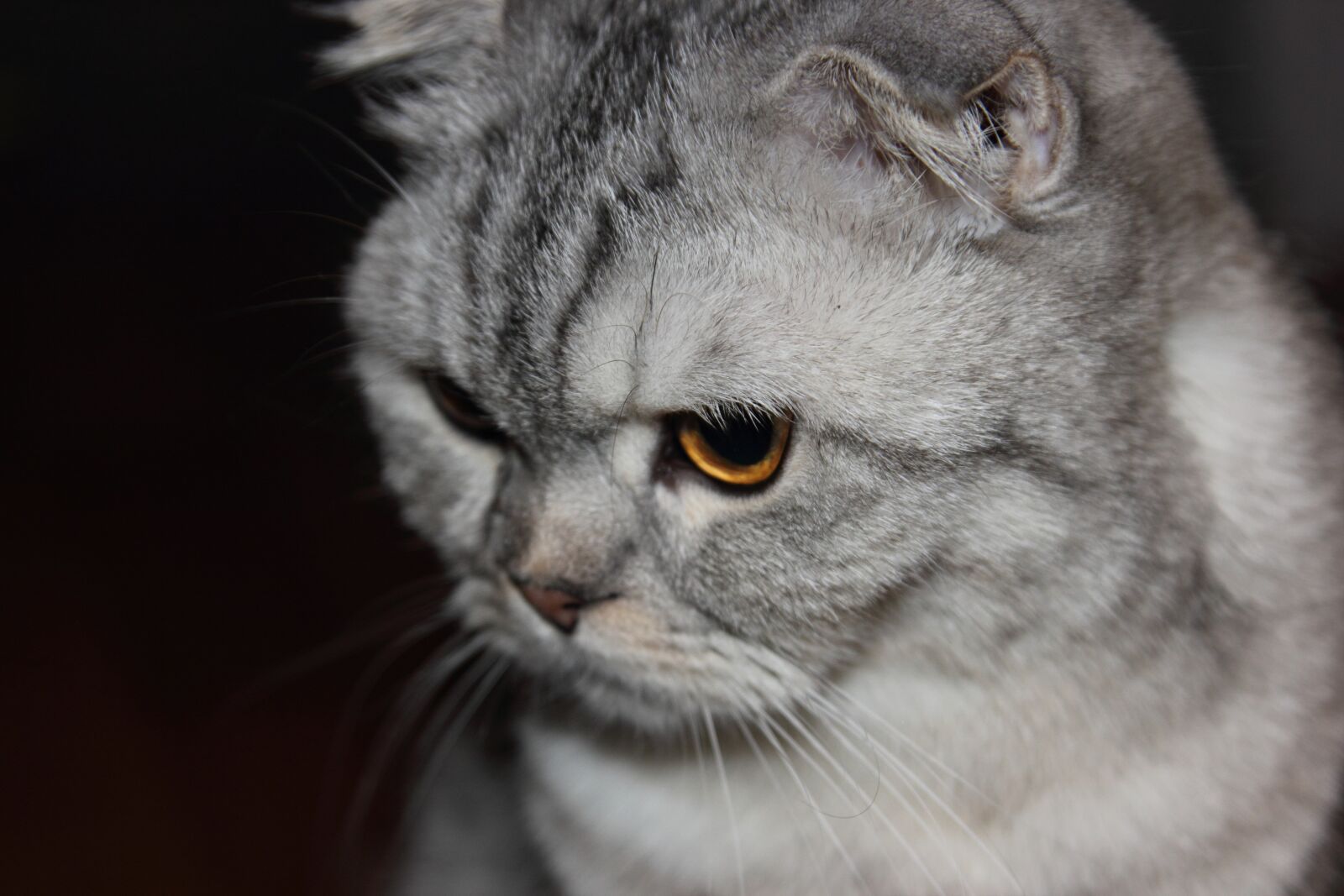 Canon EOS 550D (EOS Rebel T2i / EOS Kiss X4) sample photo. Cat, animals, feline photography