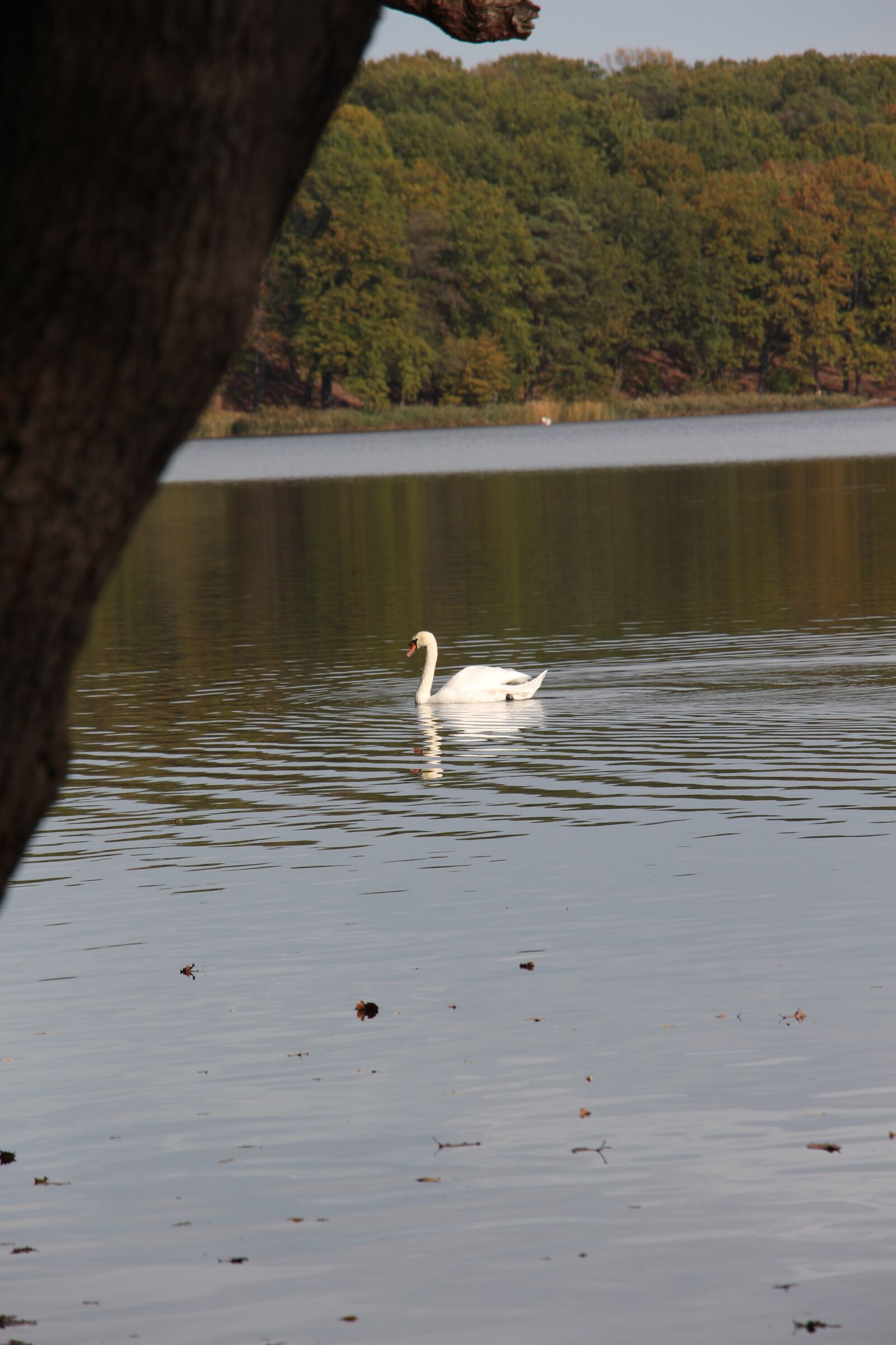Canon EOS 700D (EOS Rebel T5i / EOS Kiss X7i) + Canon EF-S 18-135mm F3.5-5.6 IS STM sample photo. Swan, lake, water photography