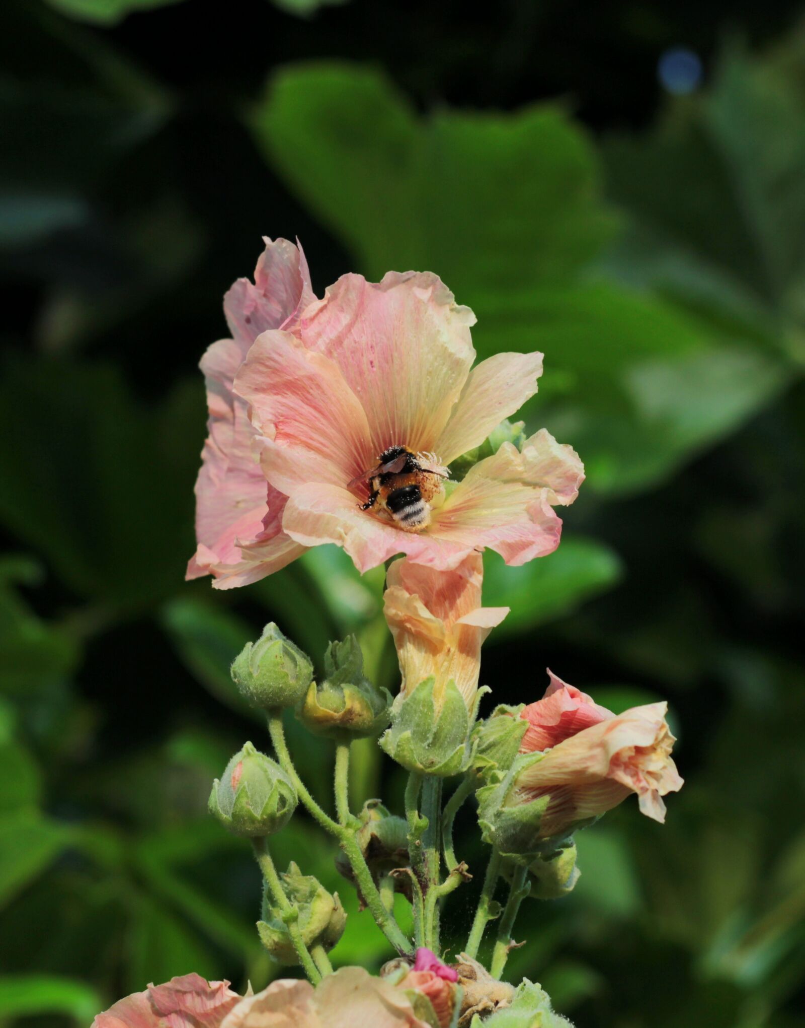 Canon EOS 600D (Rebel EOS T3i / EOS Kiss X5) + Canon EF 50mm F1.8 STM sample photo. Bumblebee, hollyhock, pollen photography