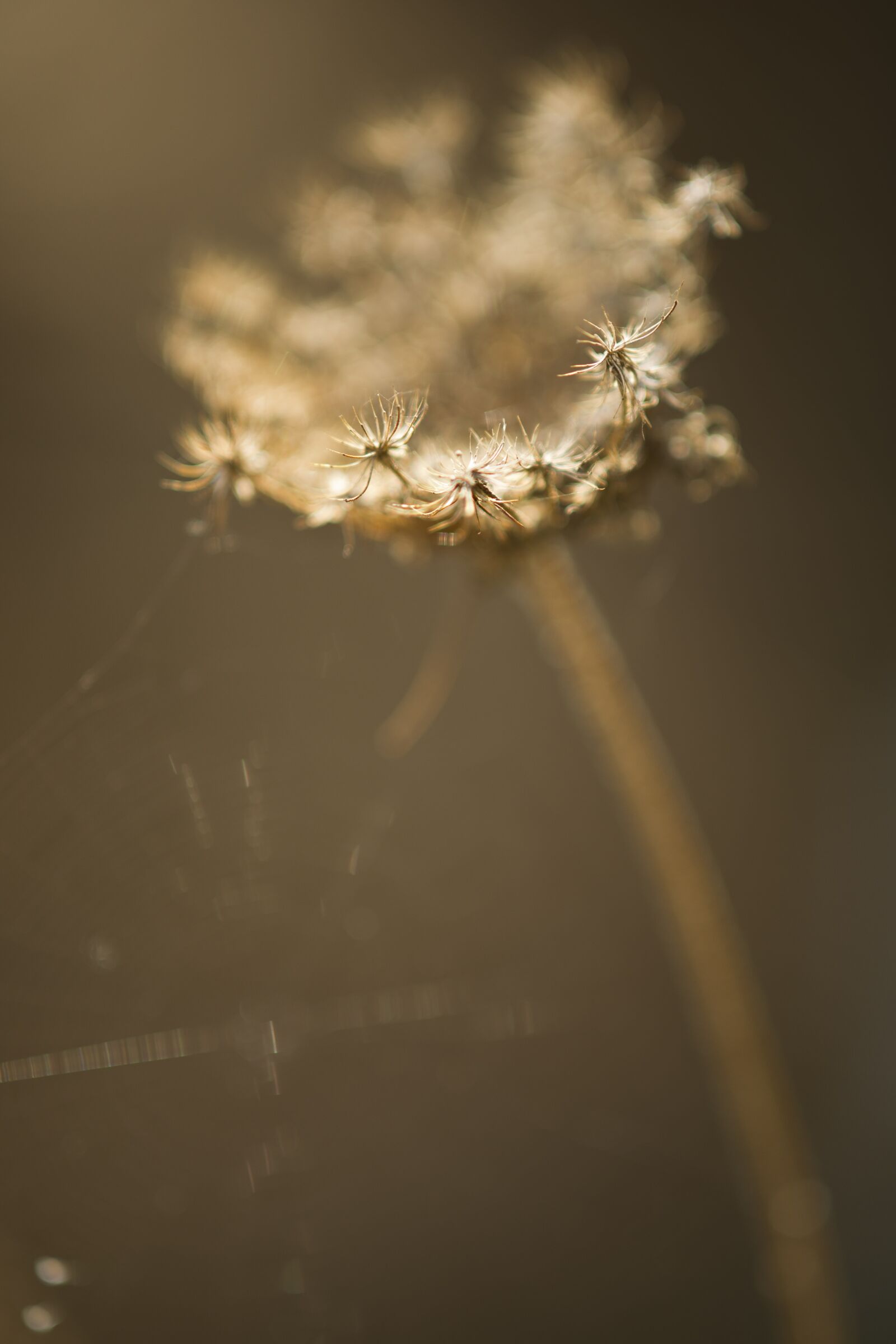 Sony Alpha DSLR-A850 + Sony Sonnar T* 135mm F1.8 ZA sample photo. Flower, plant, nature photography