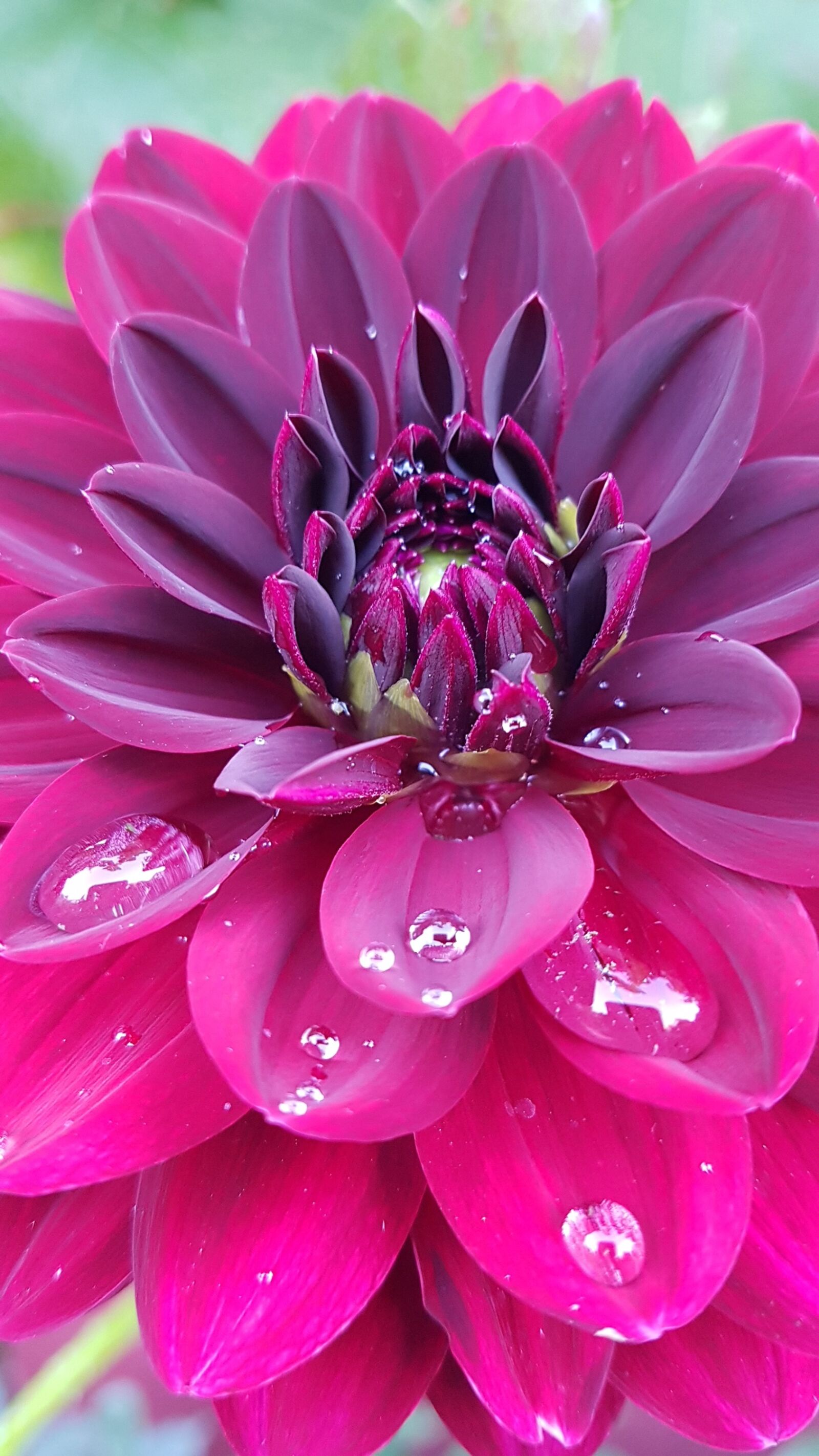 Samsung Galaxy S7 sample photo. Dahlia, garden, blossom photography