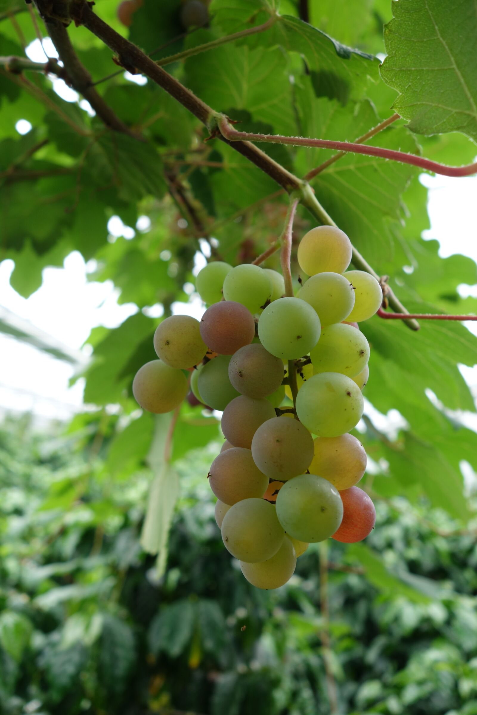 Sony Cyber-shot DSC-RX100 II sample photo. House wine, wines, cherry photography