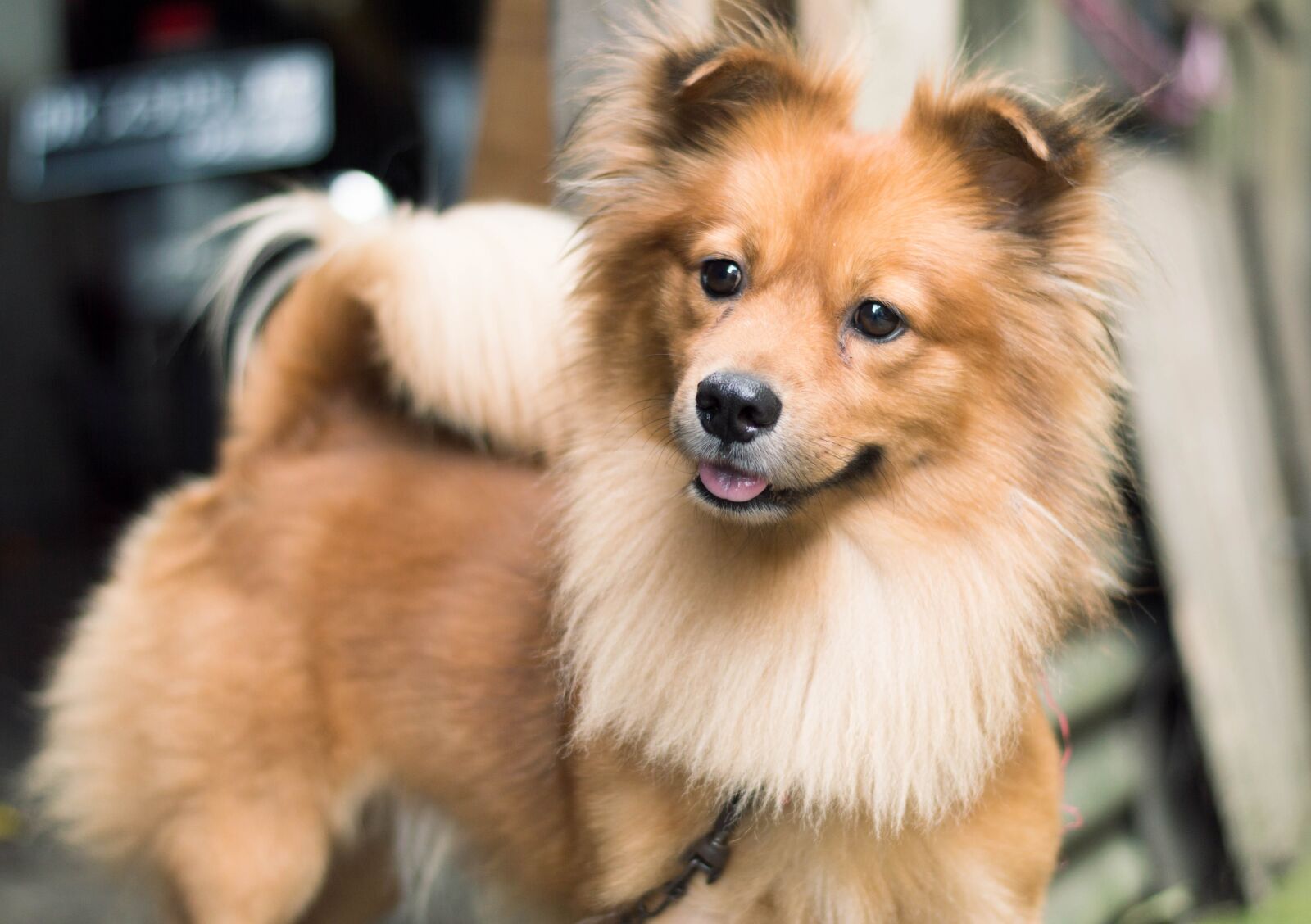 Nikon D3200 sample photo. Dog, animals, pet photography