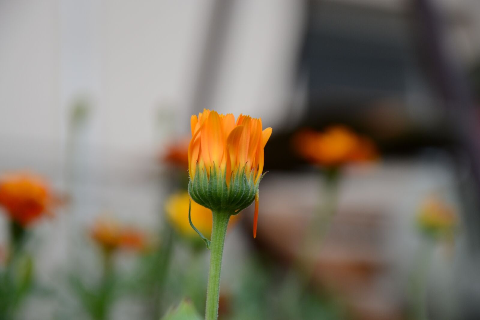 Nikon D3100 sample photo. Orange, flower, nature photography