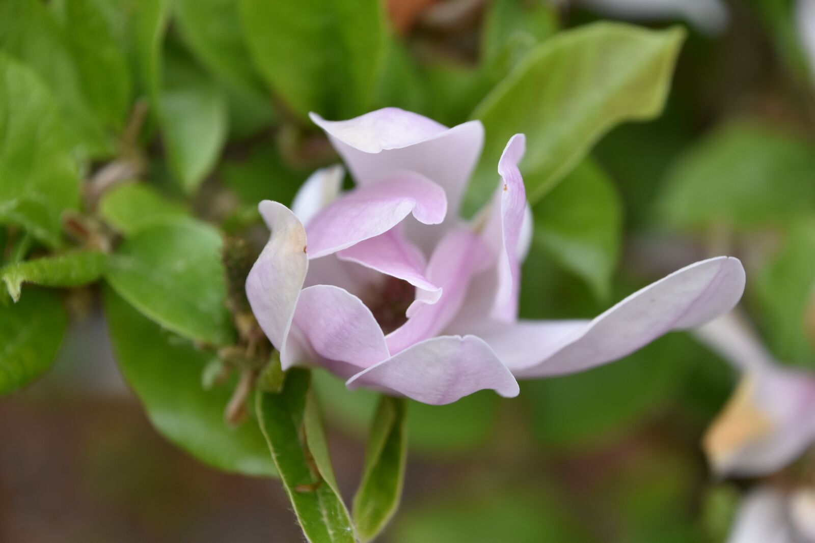 Nikon D5600 sample photo. Nature, flower, leaf photography