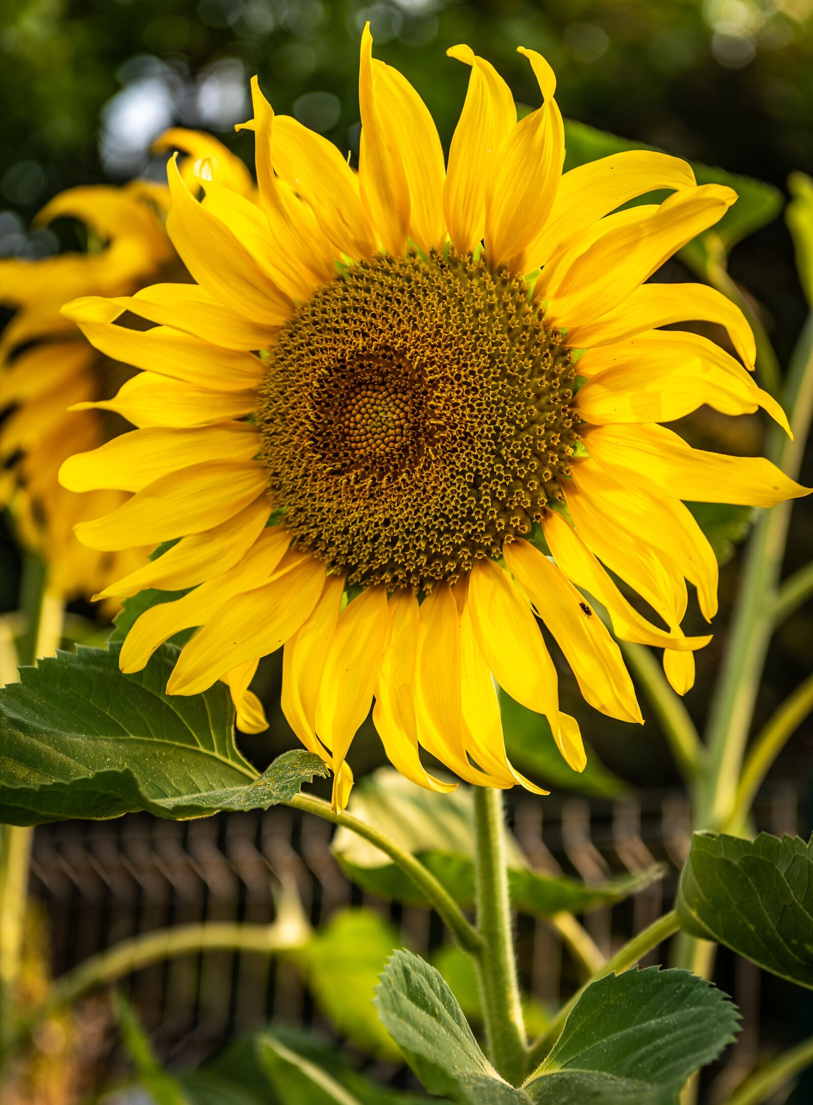 Nikon D750 sample photo. Plant, sunflower, nature photography