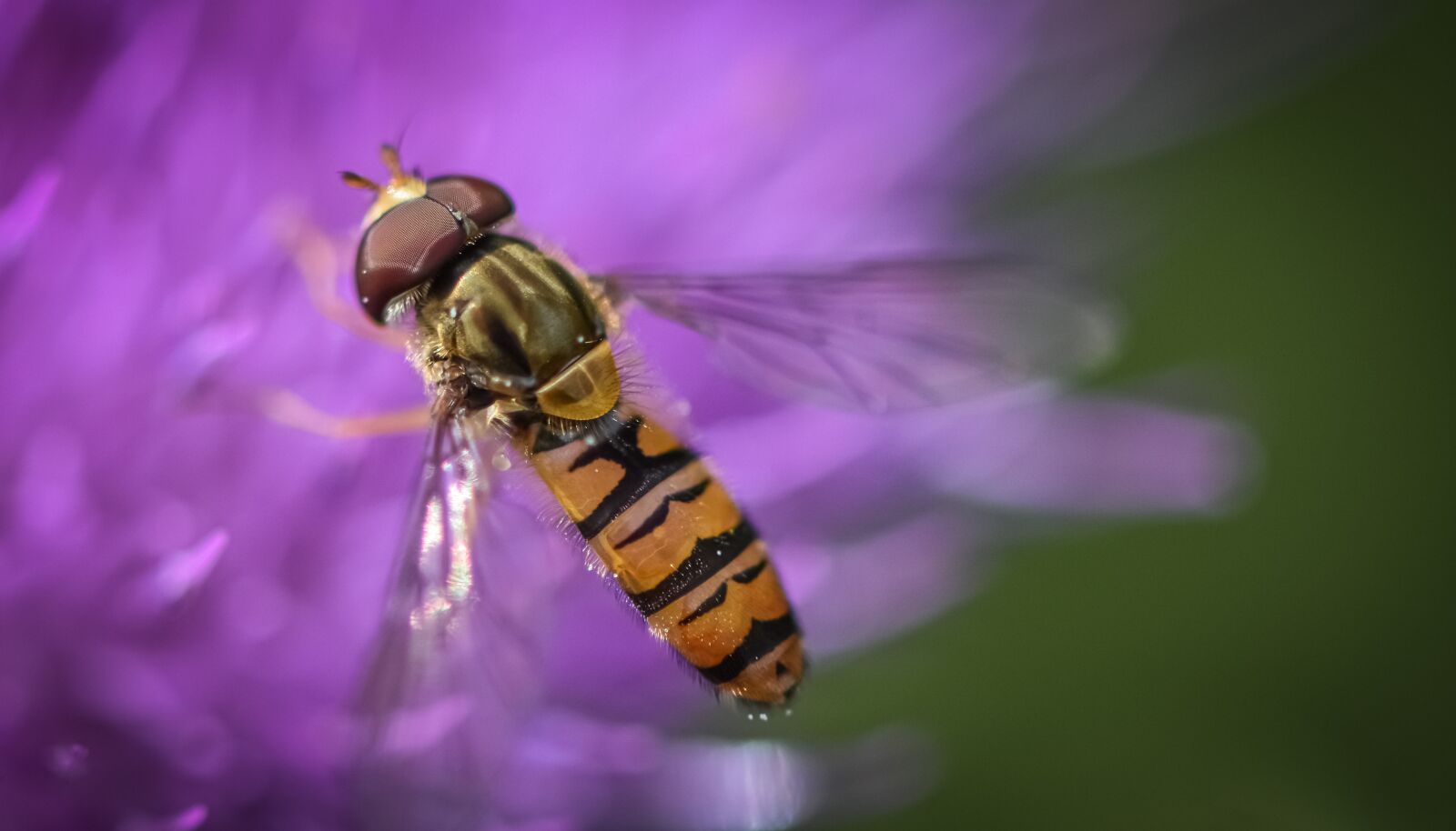 Nikon D7200 sample photo. Hoverfly, close up, macro photography