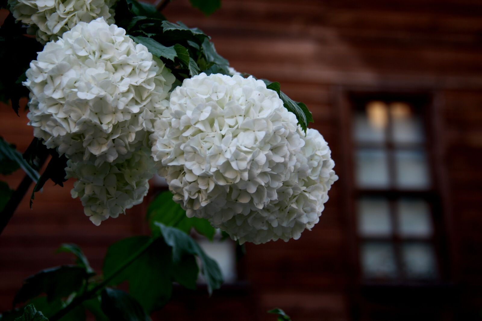 Canon EOS 450D (EOS Rebel XSi / EOS Kiss X2) sample photo. Bartin, flower, spring photography