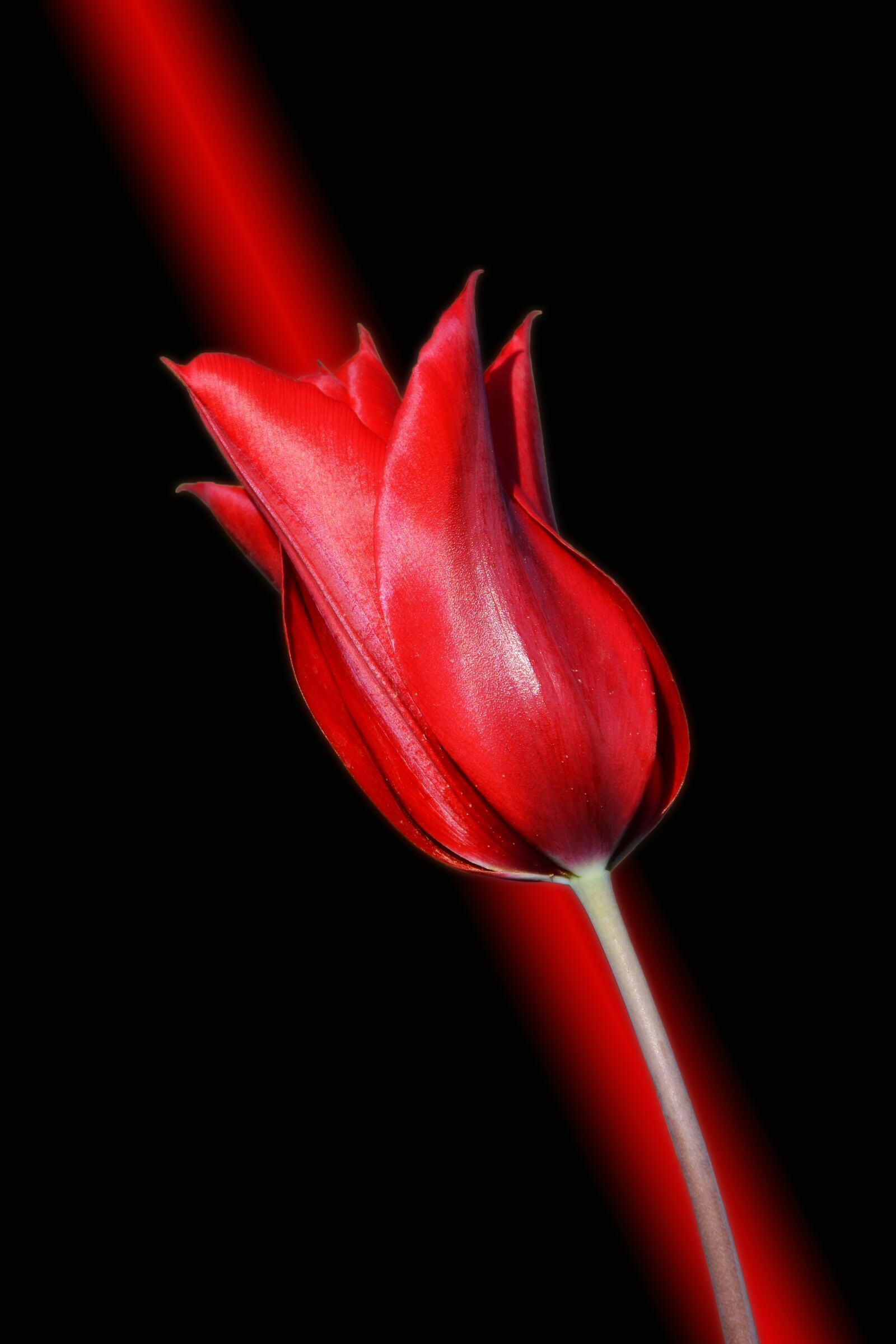Nikon D7100 sample photo. Tulips, red, macro photography