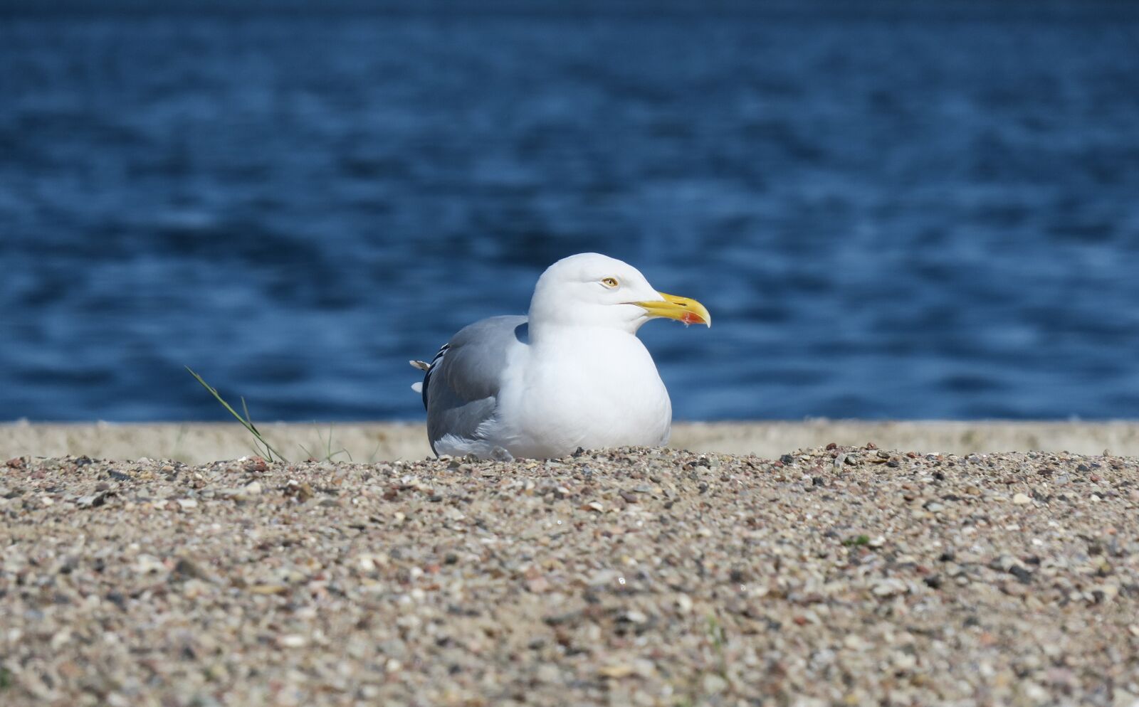 Canon PowerShot G3 X sample photo. Seagull, bird, water photography