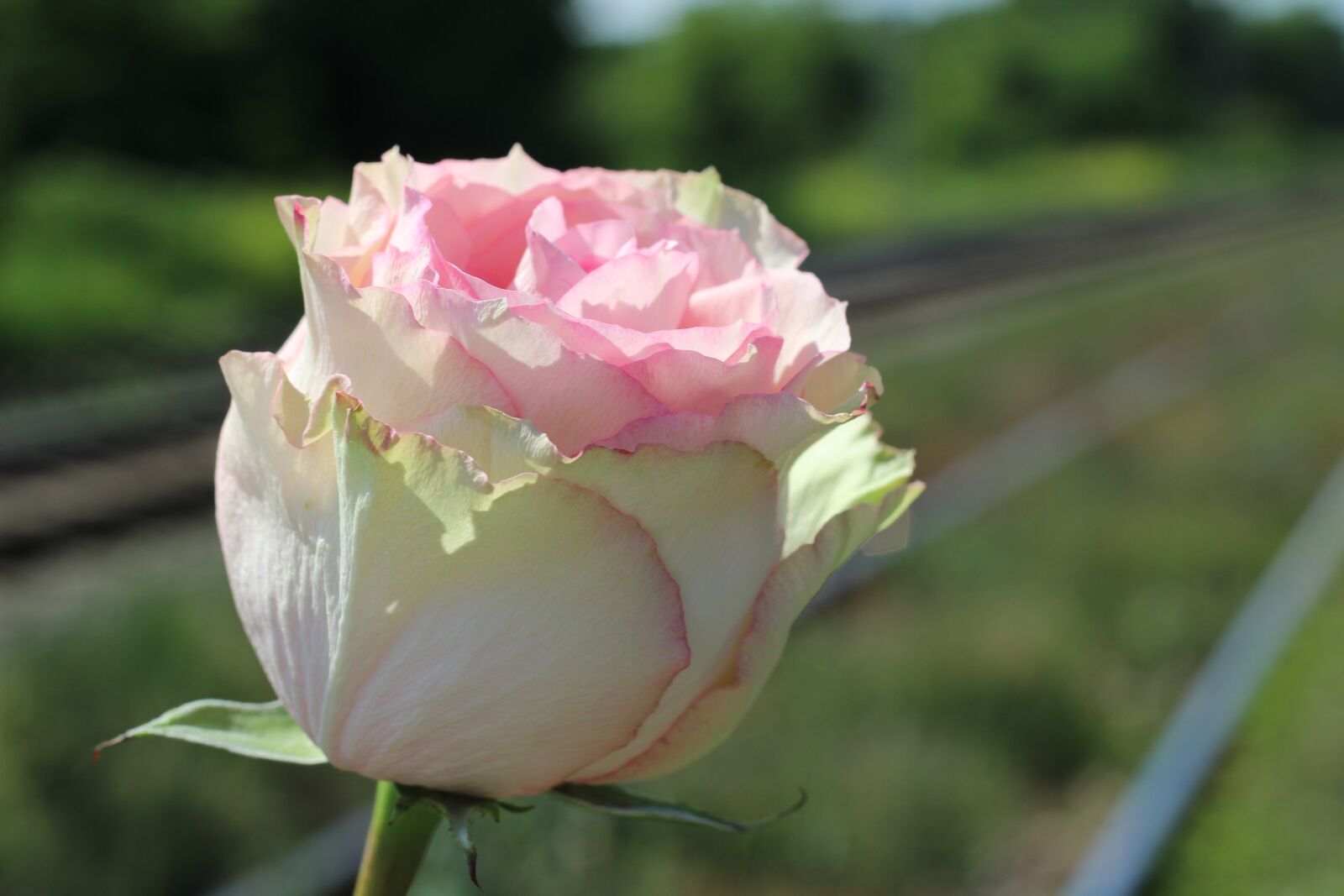 Canon EOS 600D (Rebel EOS T3i / EOS Kiss X5) + Canon EF 50mm F1.8 II sample photo. White pink rose, railway photography