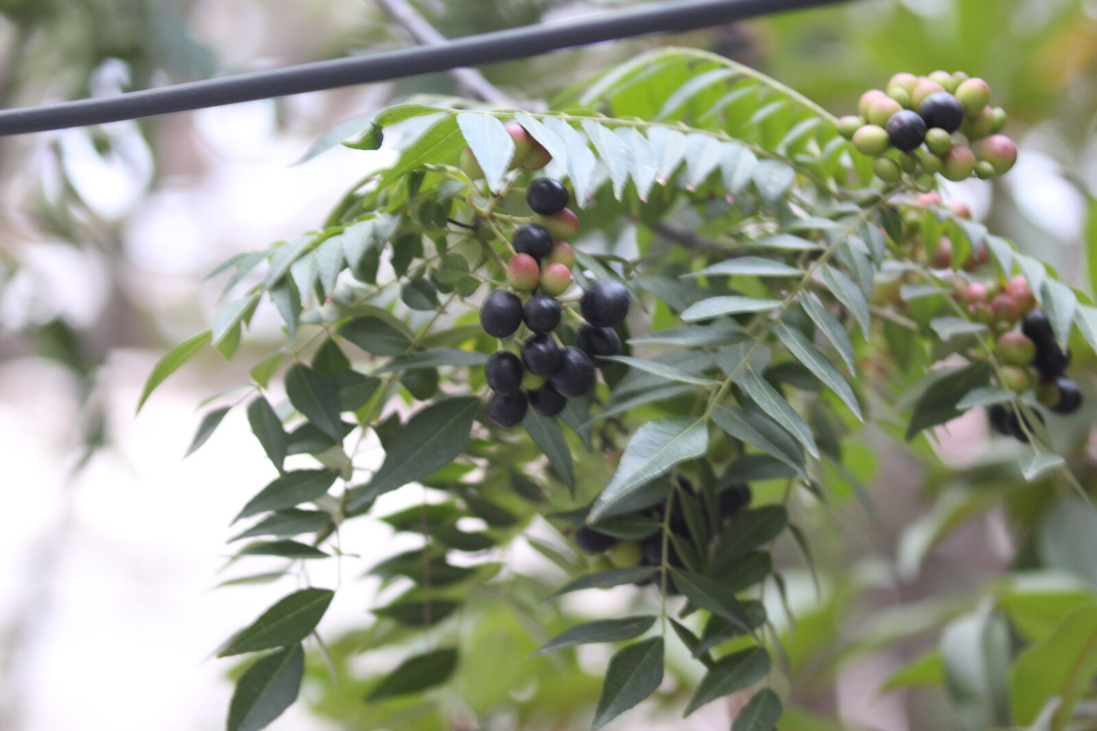 Canon EOS 700D (EOS Rebel T5i / EOS Kiss X7i) sample photo