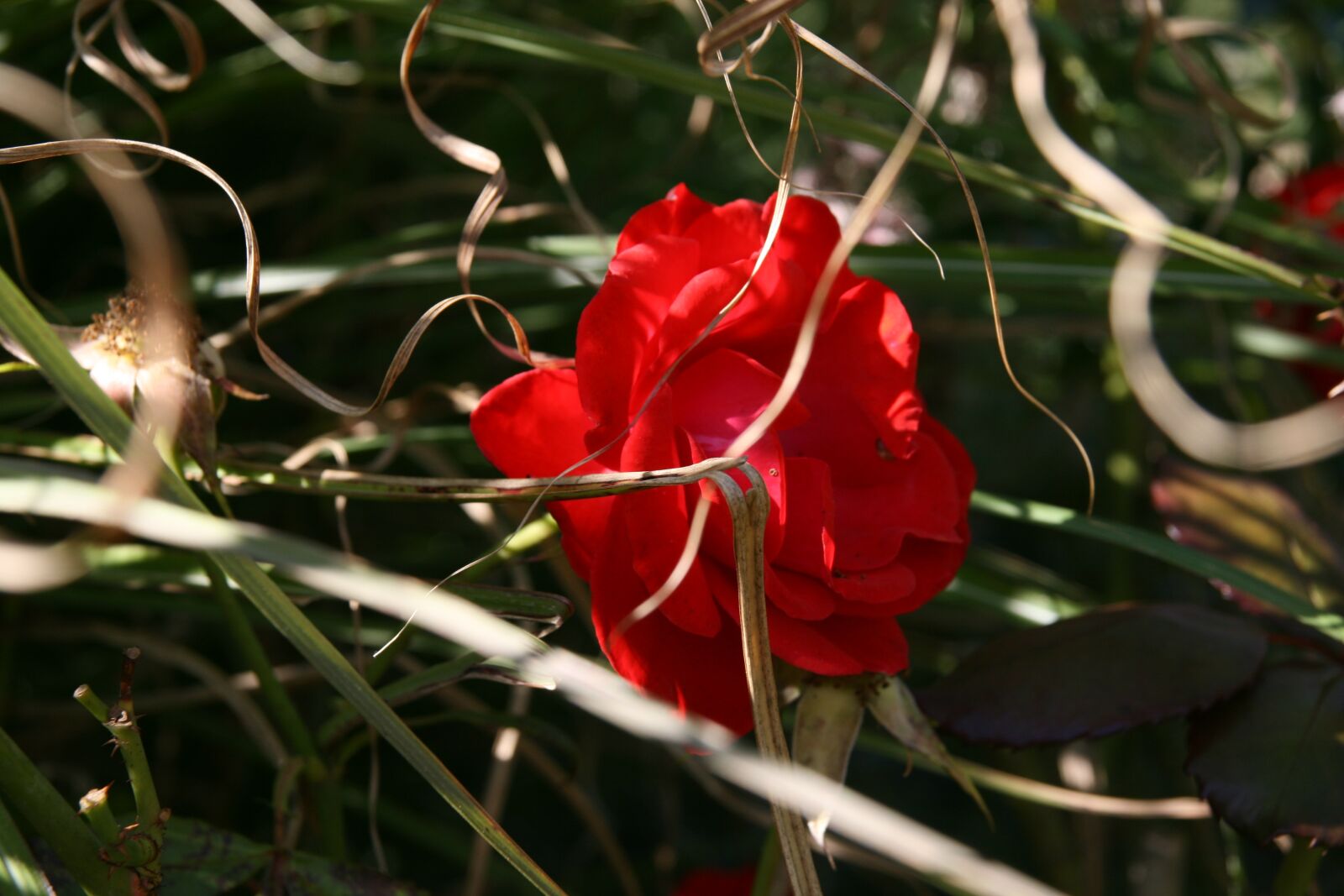 Canon EOS 400D (EOS Digital Rebel XTi / EOS Kiss Digital X) sample photo. Rose, red, blossom photography