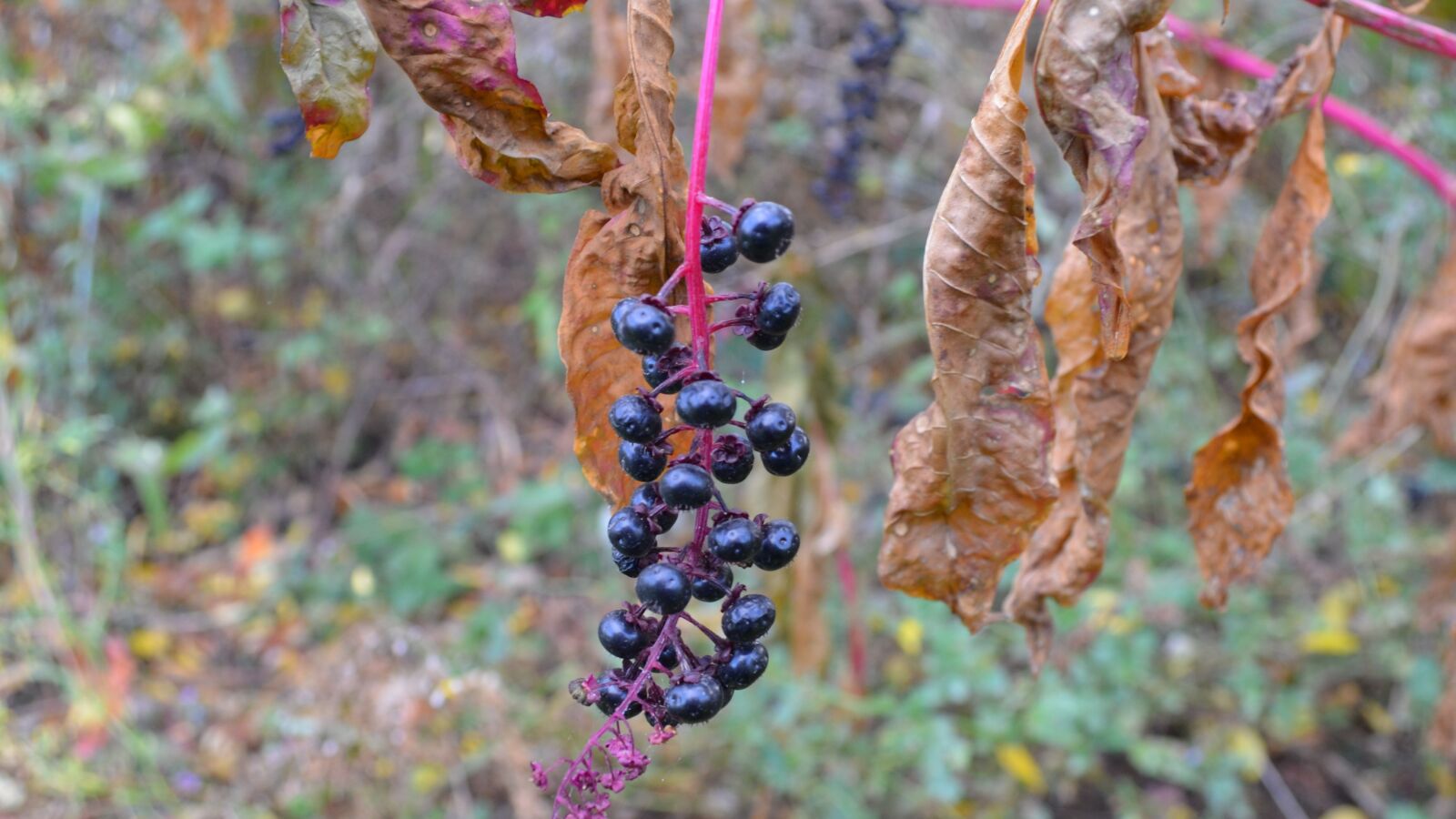 Nikon D5100 sample photo. Nature, green, leaves photography