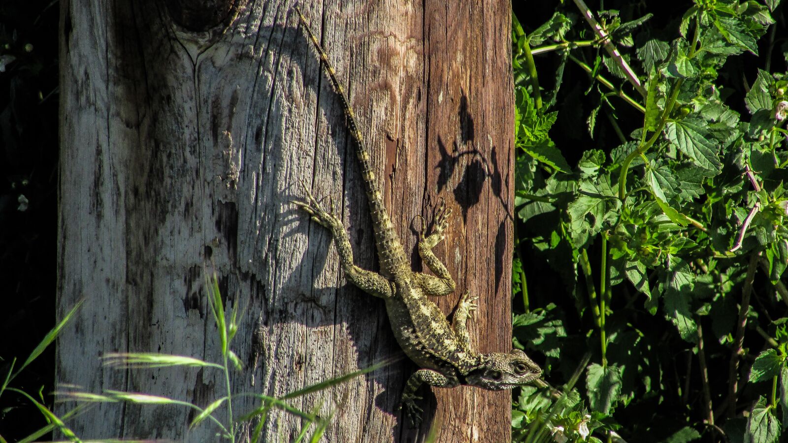 Canon PowerShot SX400 IS sample photo. Lizard, cyprus, kurkutas photography