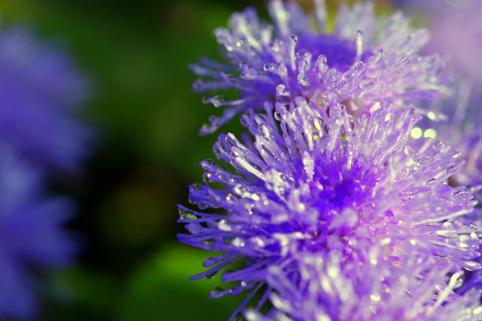 Pentax K-S2 sample photo. Rosa, drops, flower photography