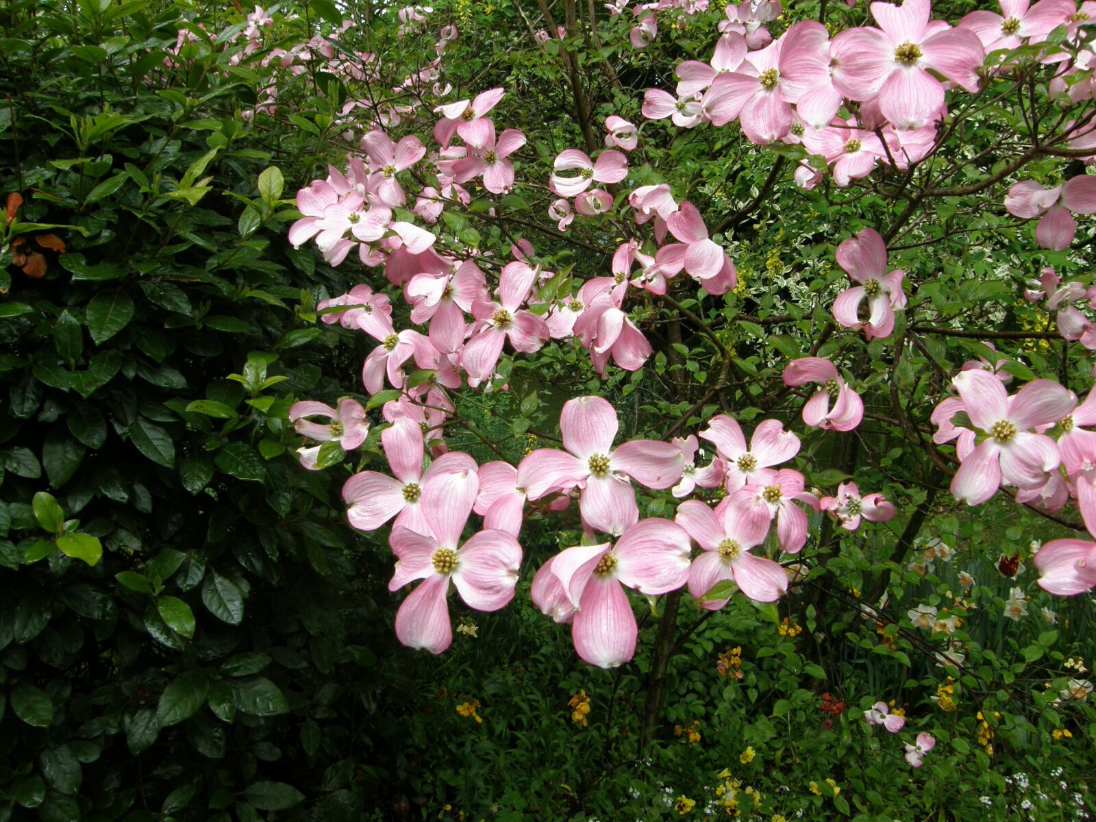 Olympus SP550UZ sample photo. Rose, bloom, flower photography