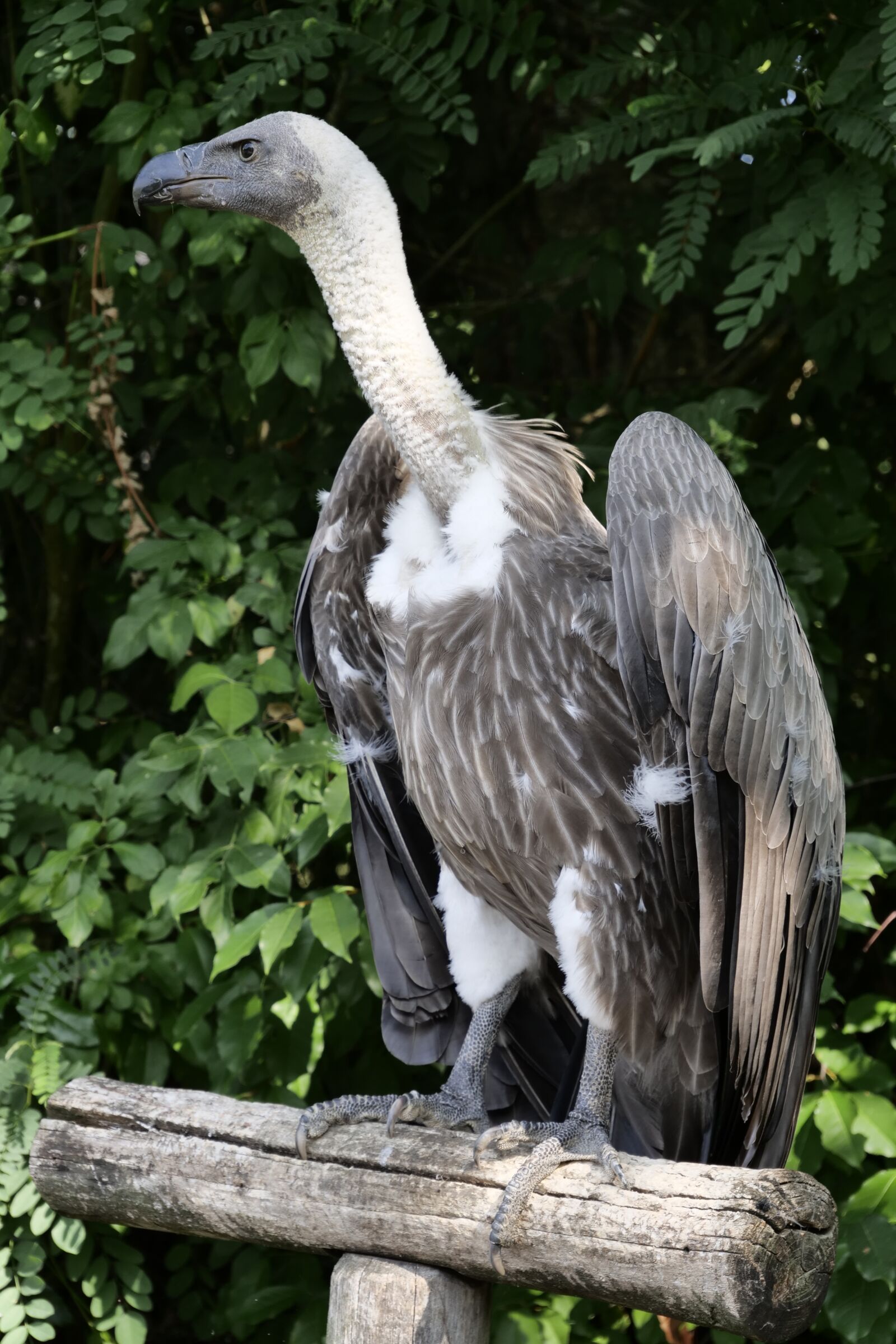 Panasonic Lumix DC-G9 sample photo. Animal world, bird, vulture photography