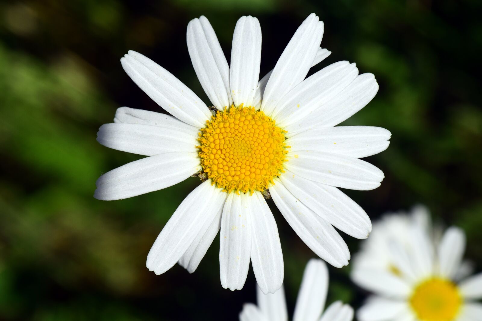 Nikon D3300 sample photo. Marguerite, flower, white photography