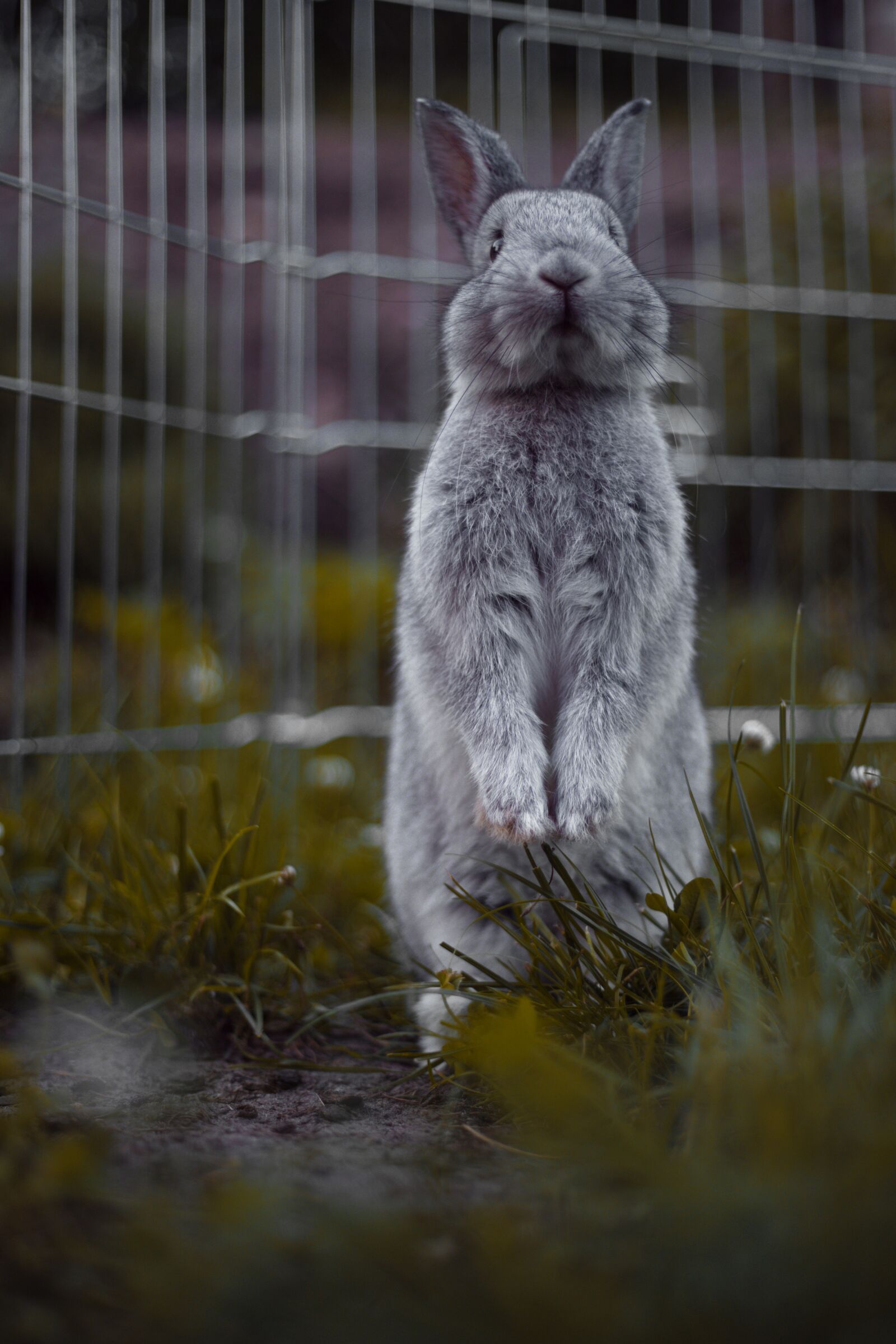 Canon EF 50mm F1.8 II sample photo. Rabbit, rodents, mammal photography