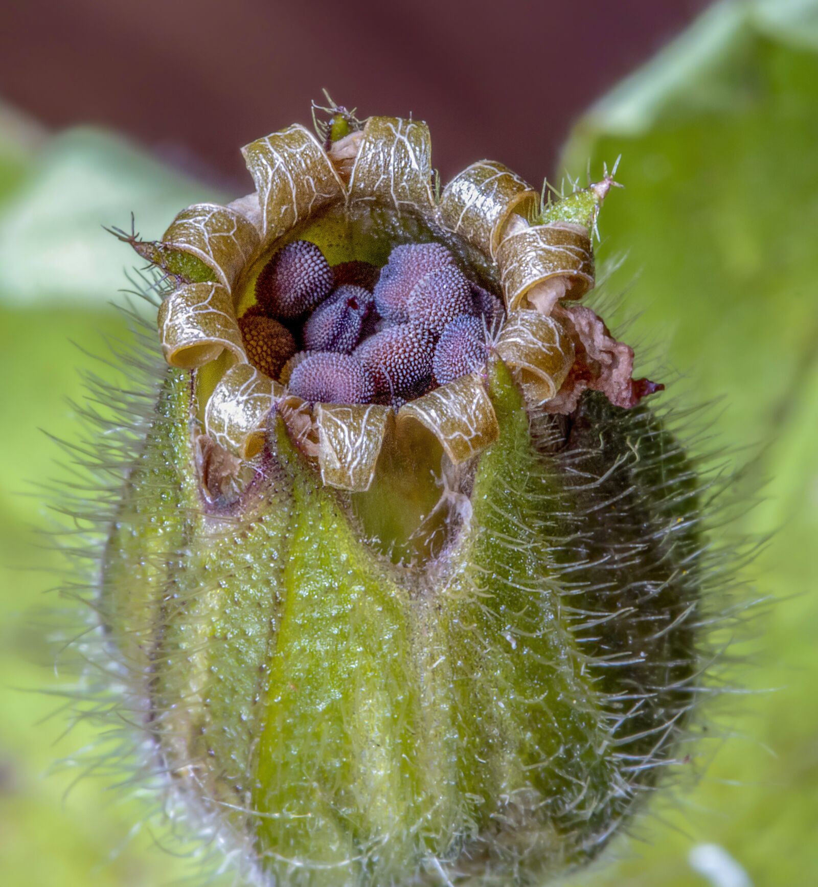 Canon EF 100mm F2.8L Macro IS USM sample photo. Red campion, wildflower, seed photography