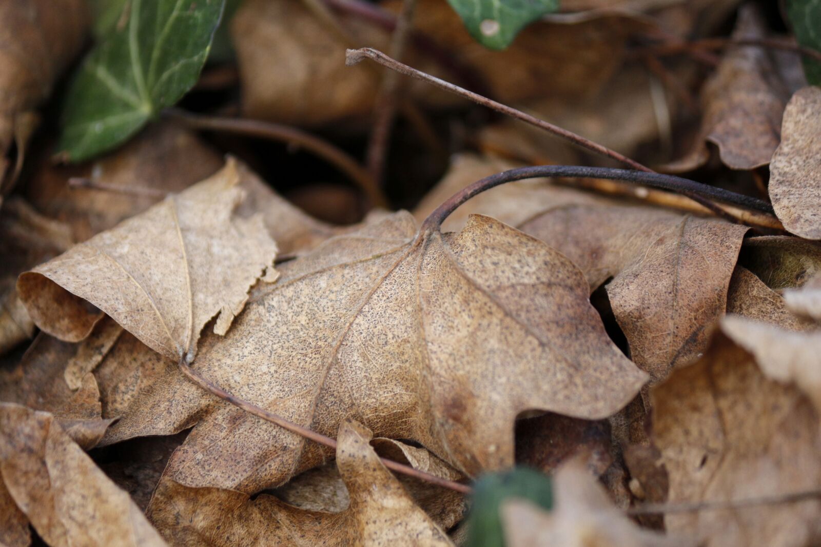Canon EOS 650D (EOS Rebel T4i / EOS Kiss X6i) sample photo. Leaf, nature, winter photography