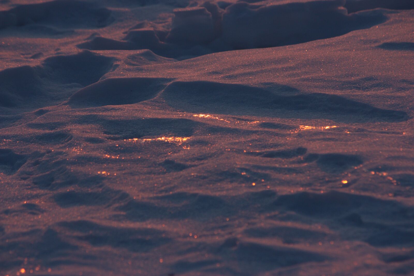 Canon EOS 450D (EOS Rebel XSi / EOS Kiss X2) sample photo. Snow, evening, cold photography
