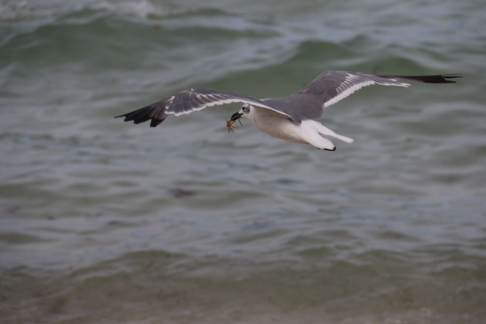 Canon EF-S 18-200mm F3.5-5.6 IS sample photo. Seagull, mar, seagul photography