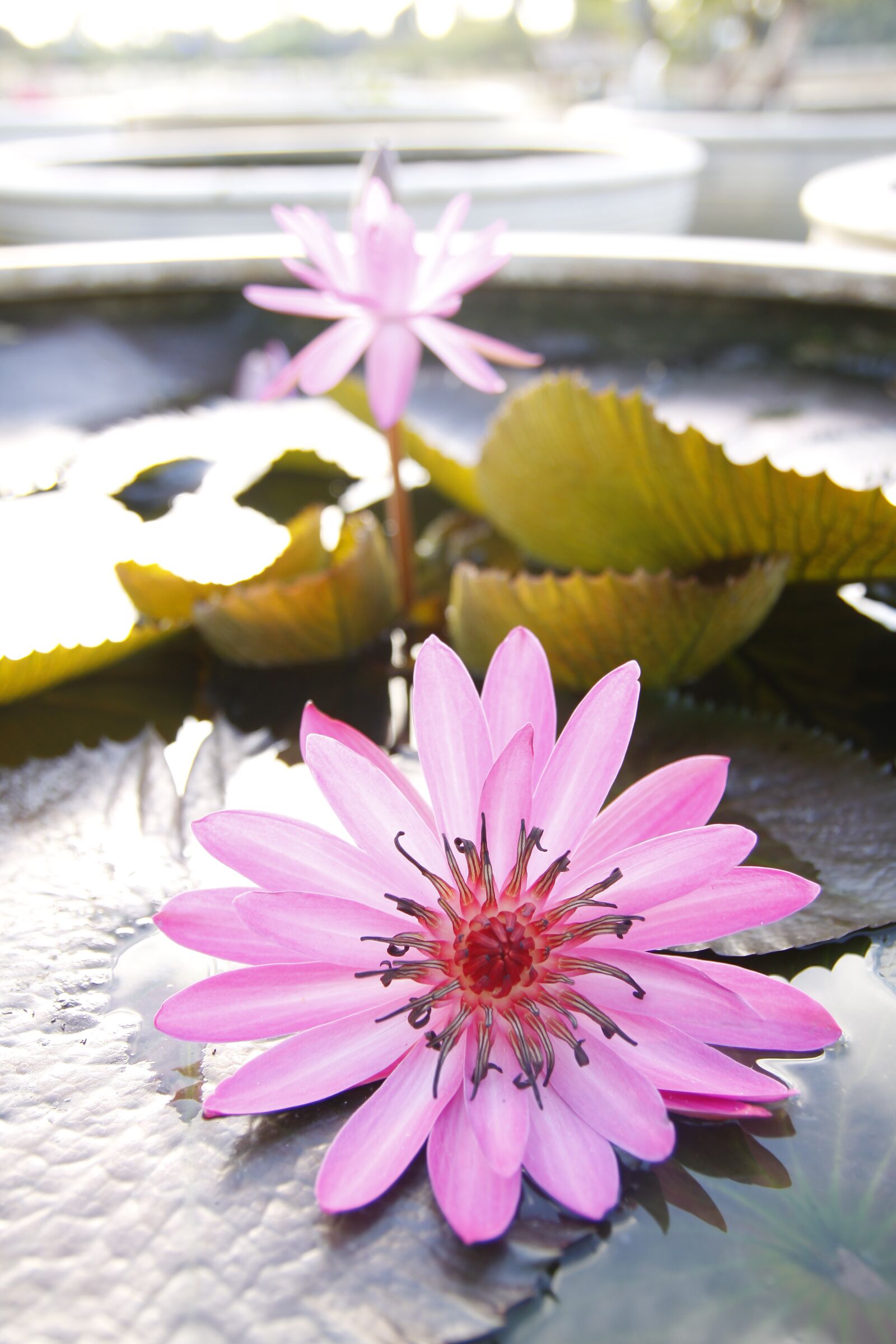 Canon EOS 50D sample photo. Water lily, sung, pond photography