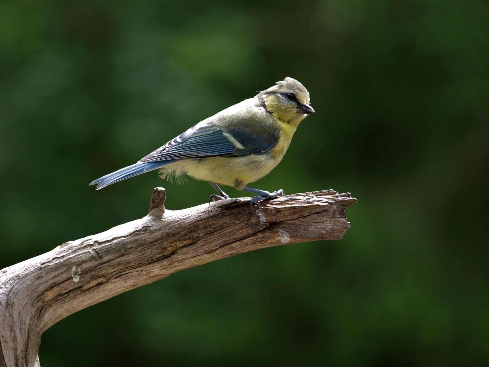 Olympus E-420 (EVOLT E-420) sample photo. Blue tit, young bird photography