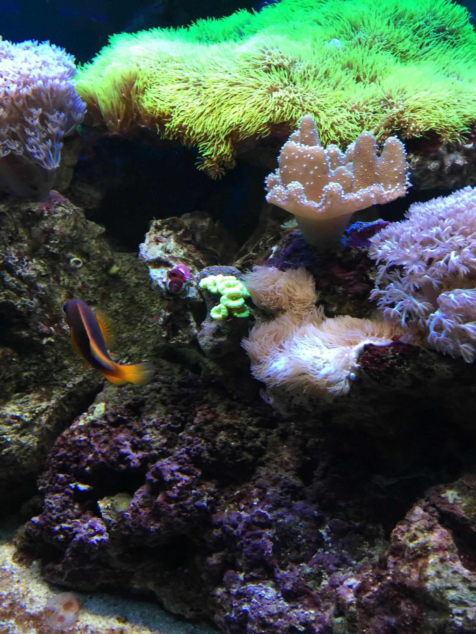 iPhone 6 Plus back camera 4.15mm f/2.2 sample photo. Fish, water, aquarium photography